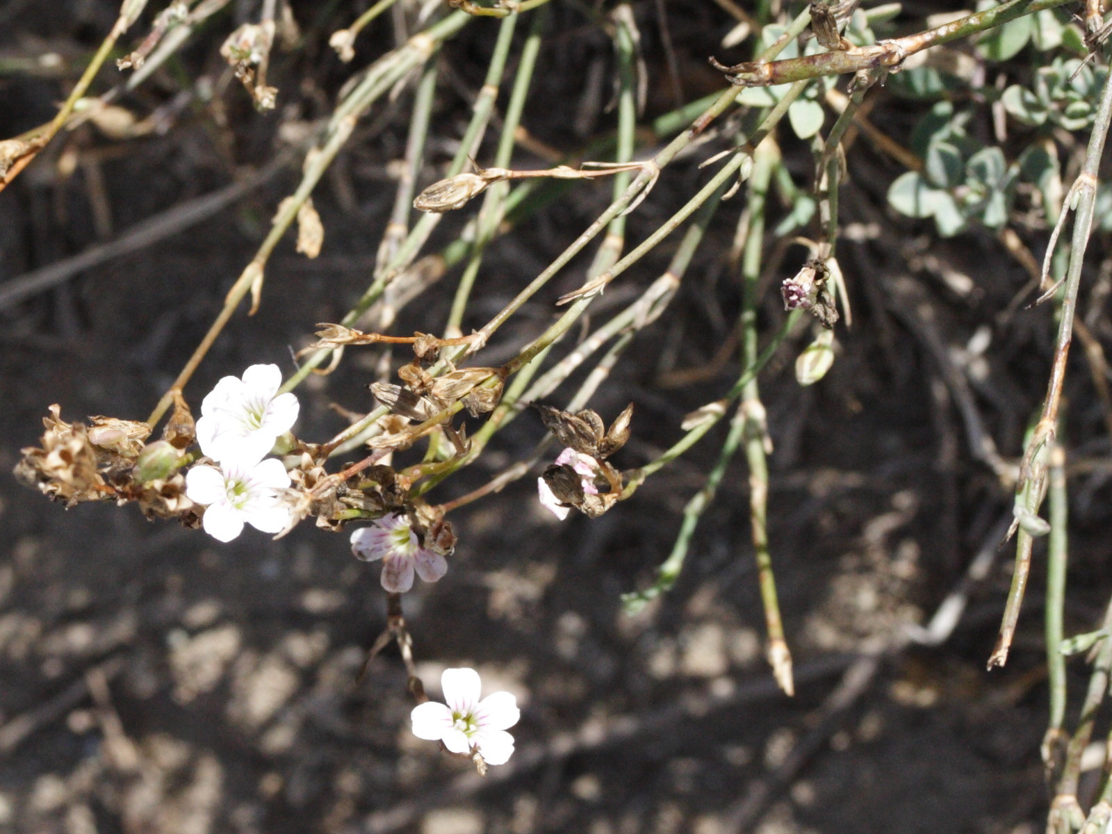 Afficher le média petrorhagia_saxifraga_gasparrinii1md petrorhagia_saxifraga_gasparrinii1md