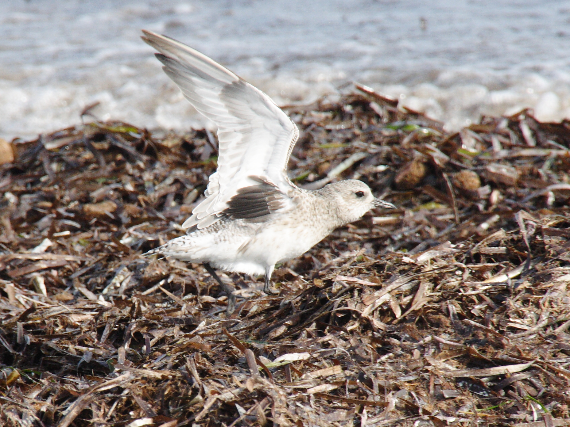 pluvier_argente_-_pluvialis_squatarola7bd