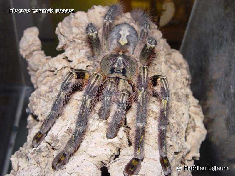 poecilotheria_rufilata3ml