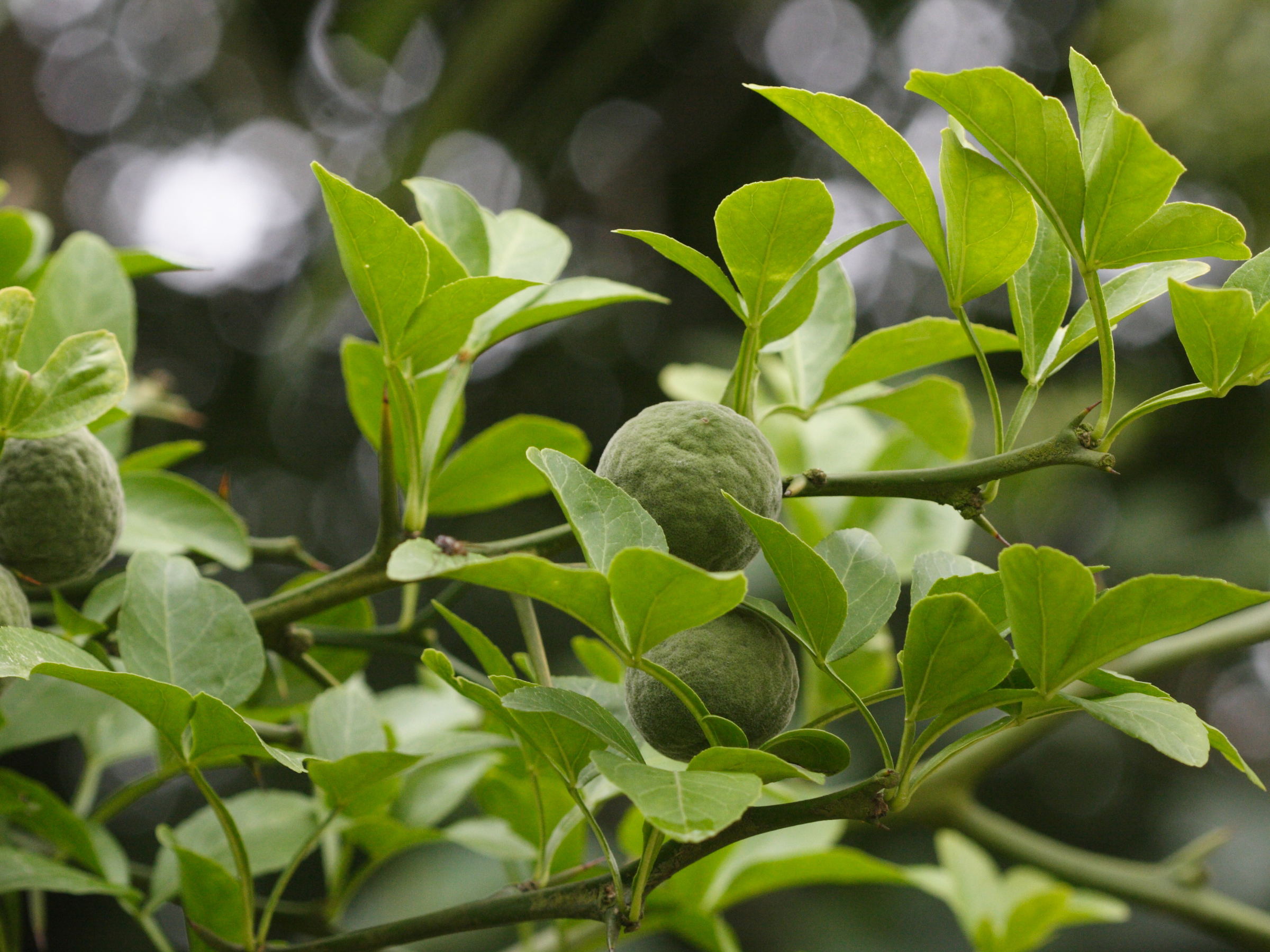 Afficher le média poncirus_trifoliata2md poncirus_trifoliata2md