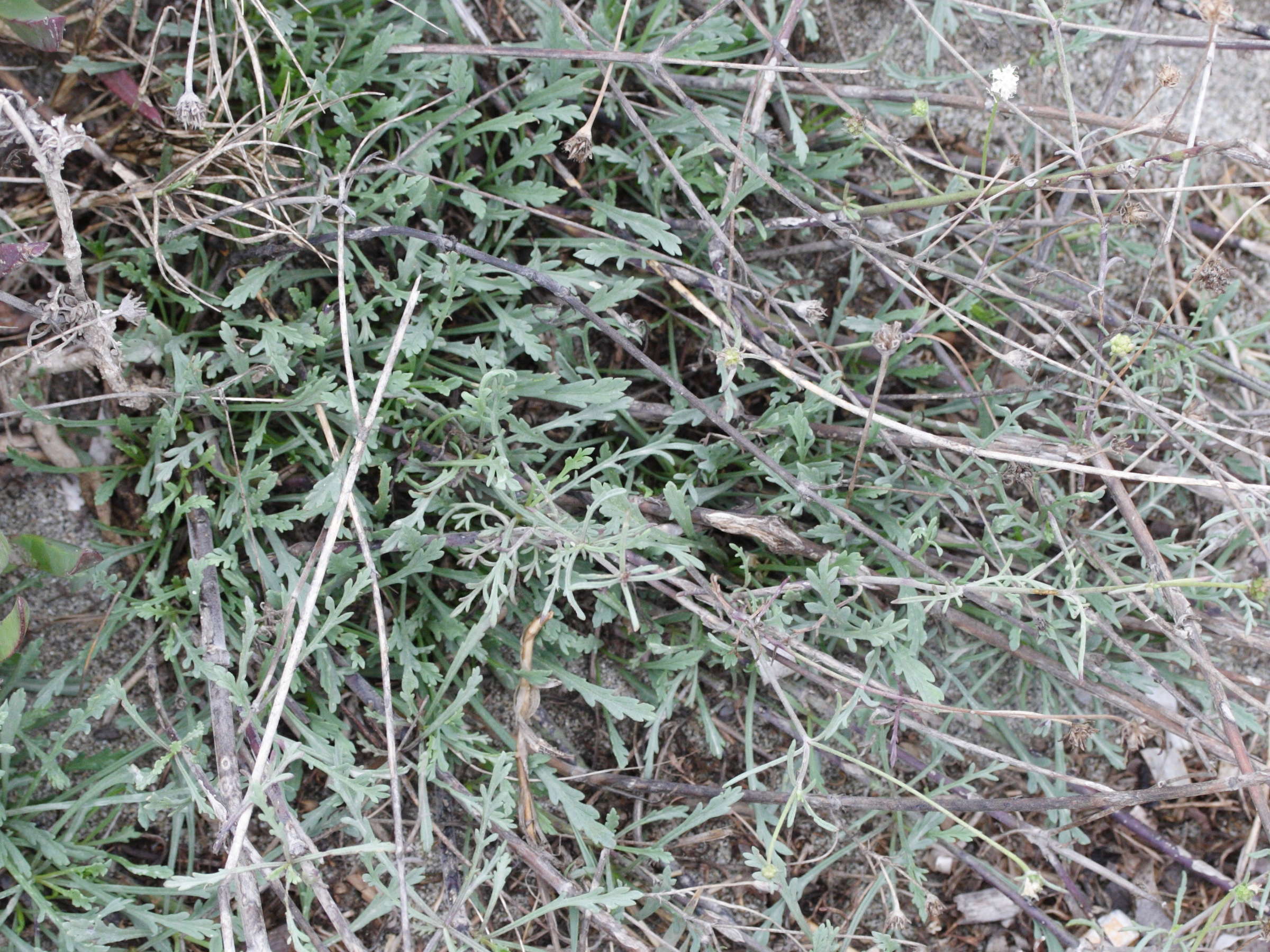 pycnocomon_rutifolium2md