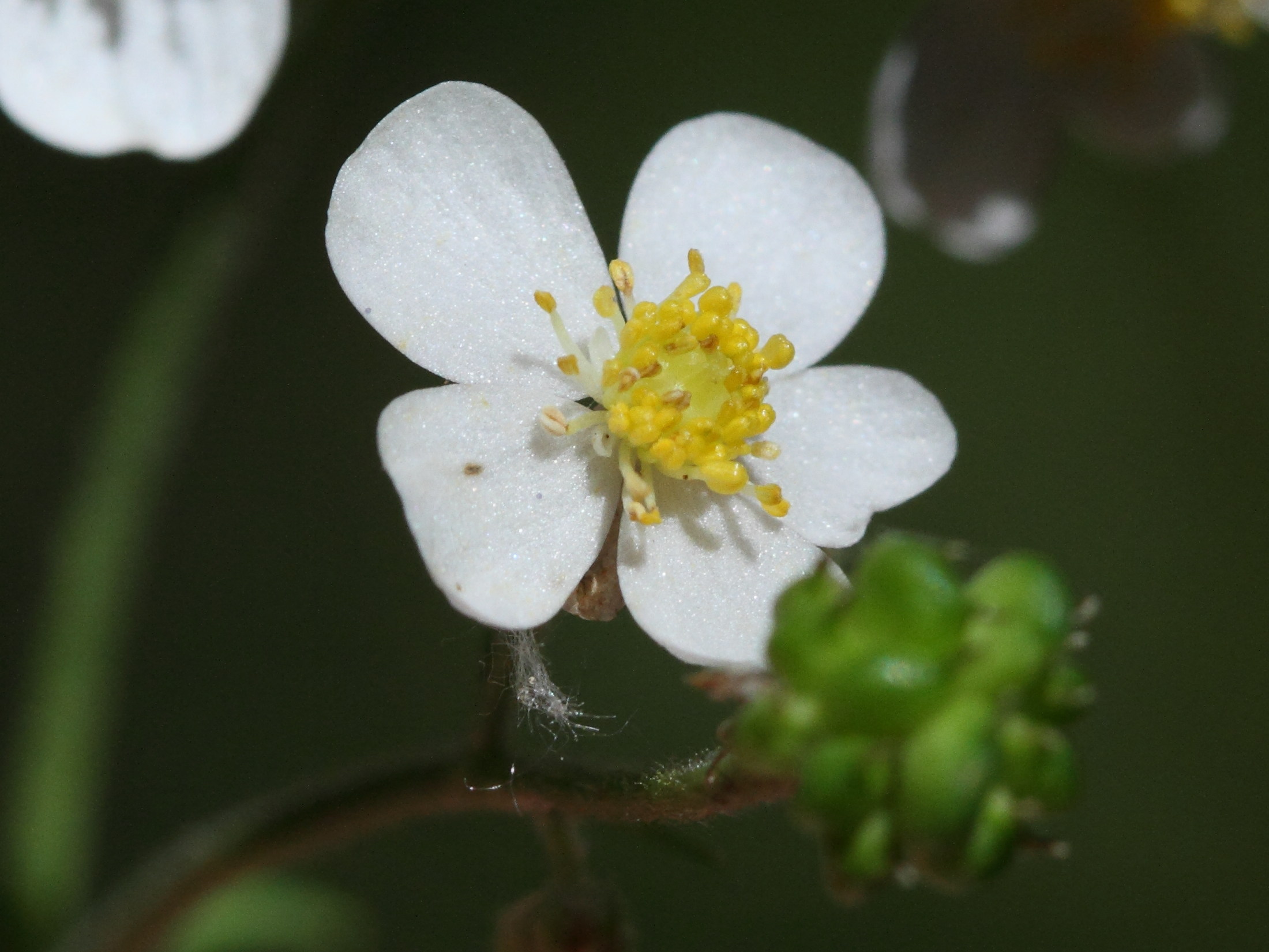 Afficher le média ranunculus_aconitifolius2md ranunculus_aconitifolius2md