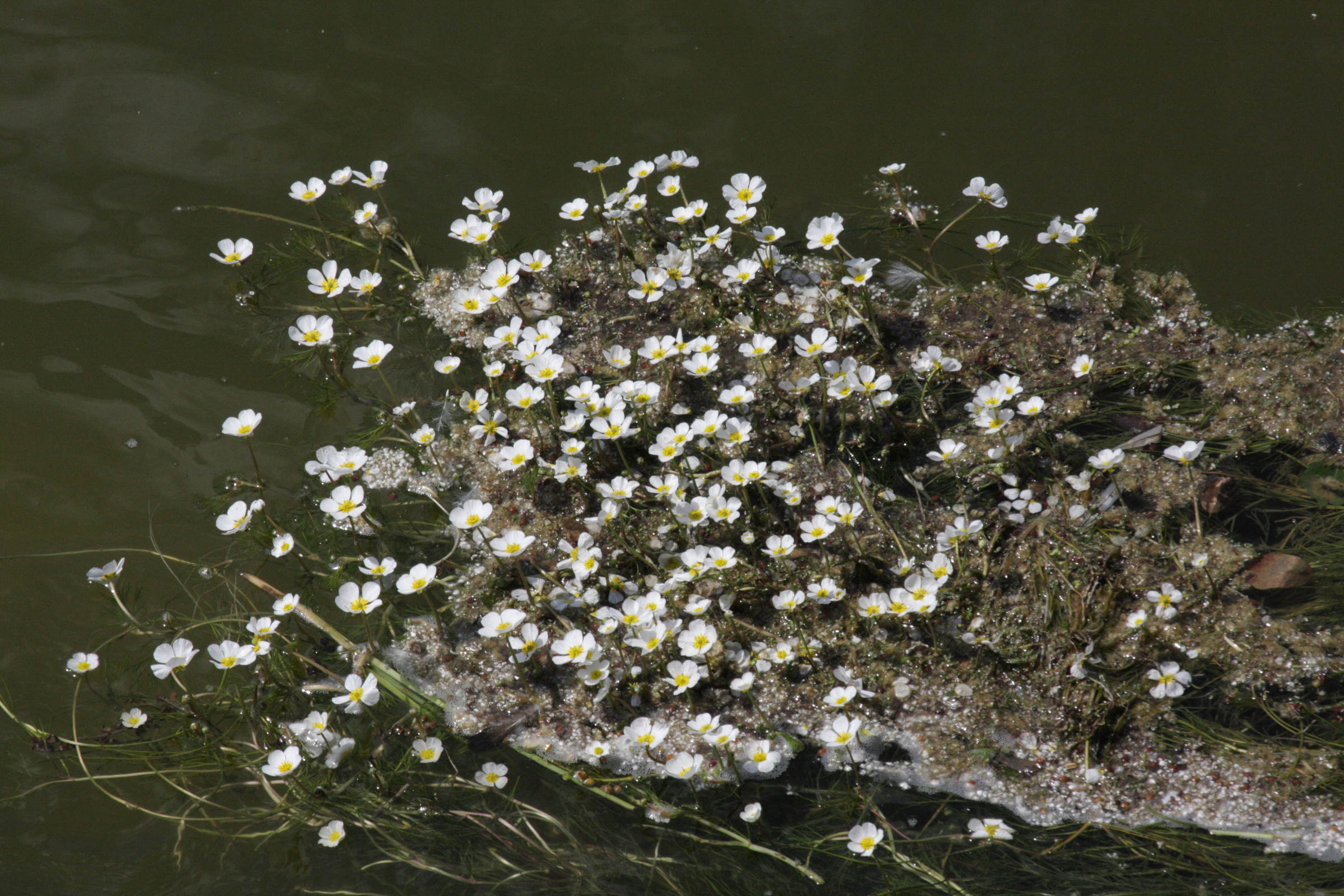 Afficher le média ranunculus_fluitans5bd ranunculus_fluitans5bd