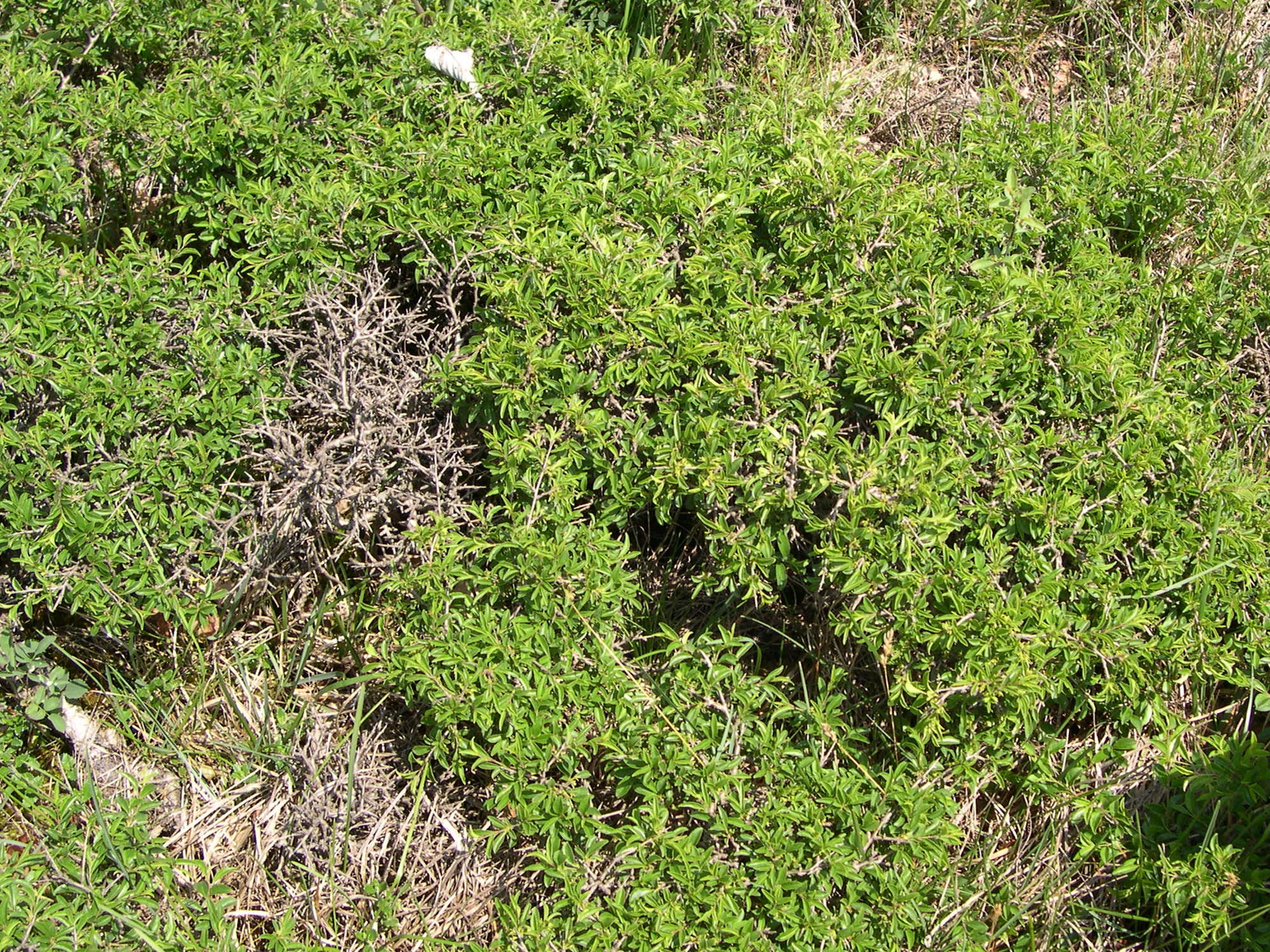 rhamnus_saxatilis1md