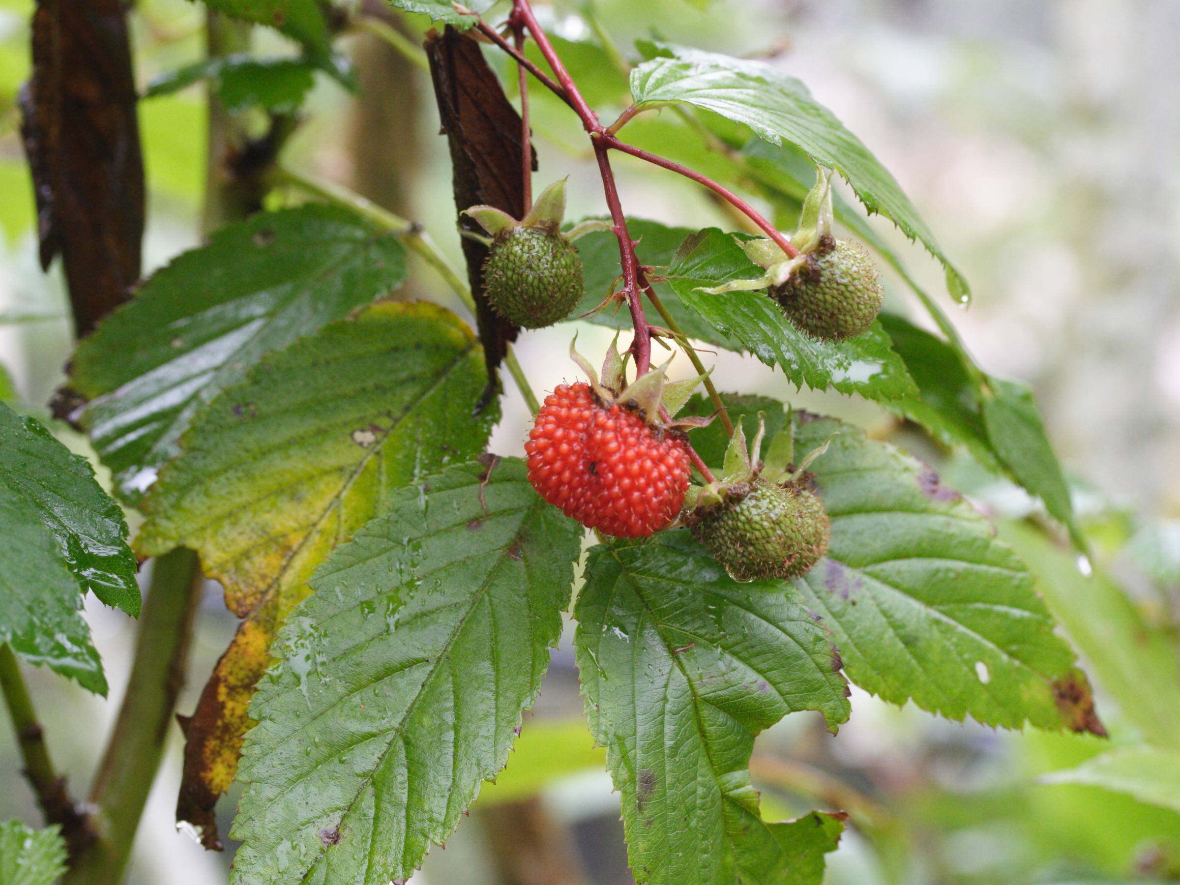 rubus_rosifolius4md