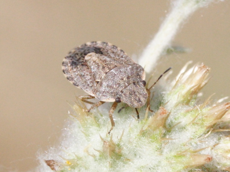 sciocoris_maculatus2md