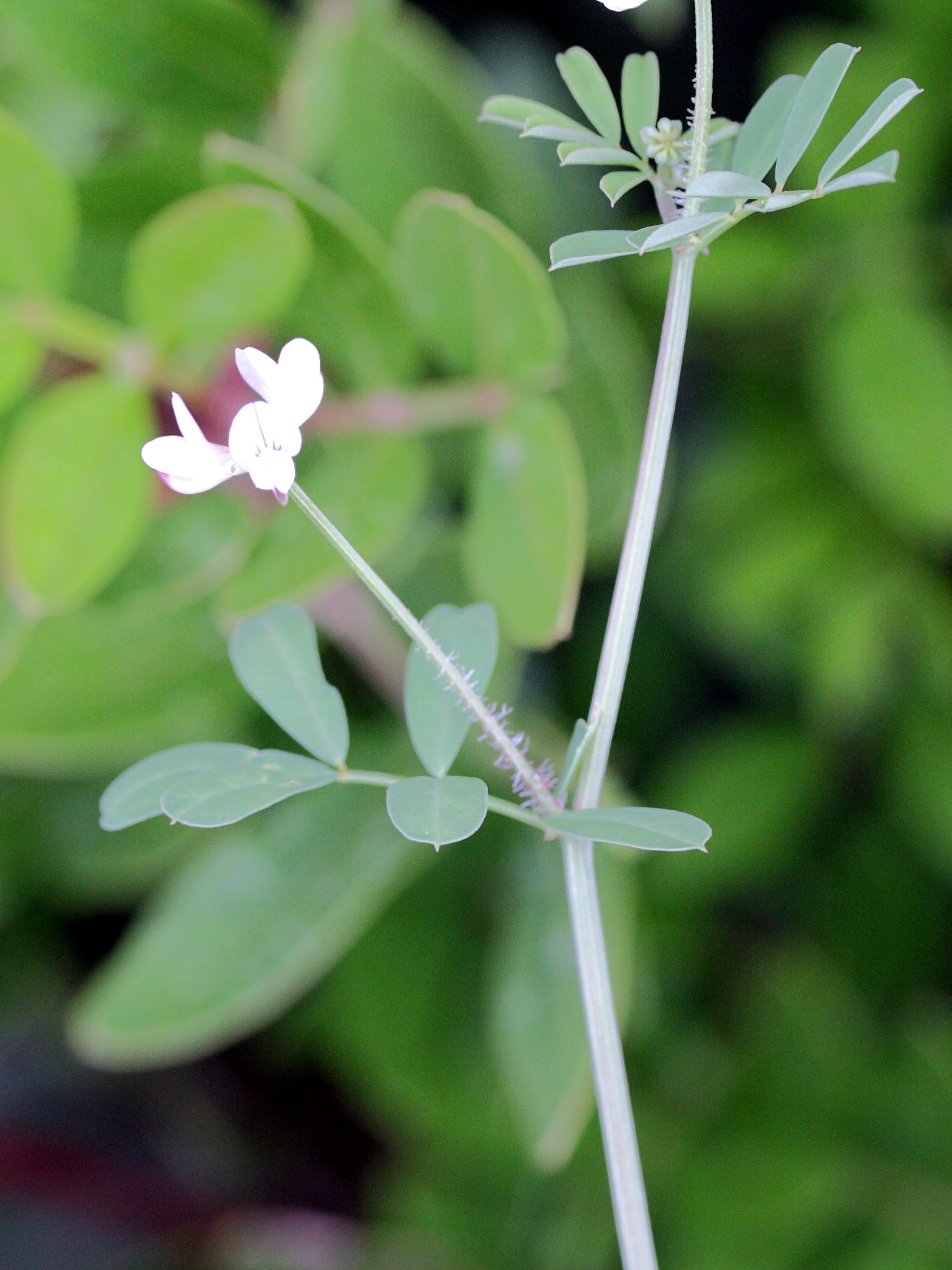 securigera_cretica4md