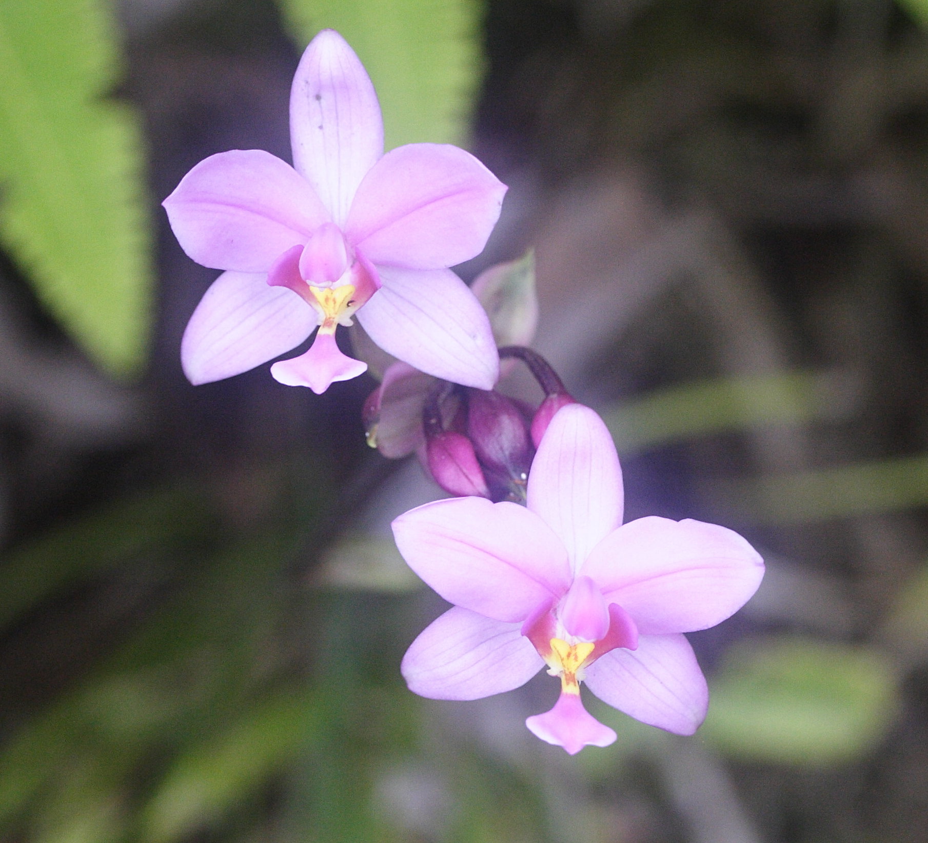 Afficher le média spathoglottis_plicata5md spathoglottis_plicata5md