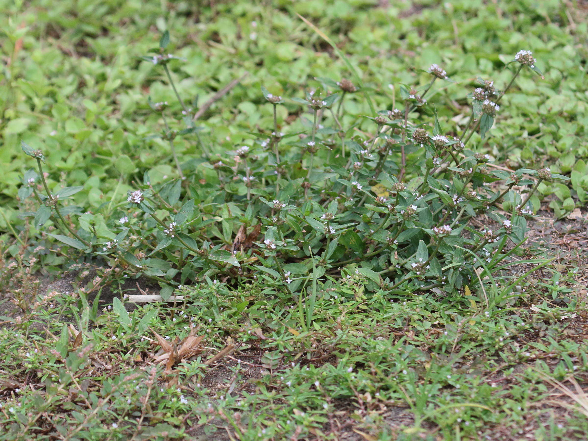 spermacoce_prostrata1bd