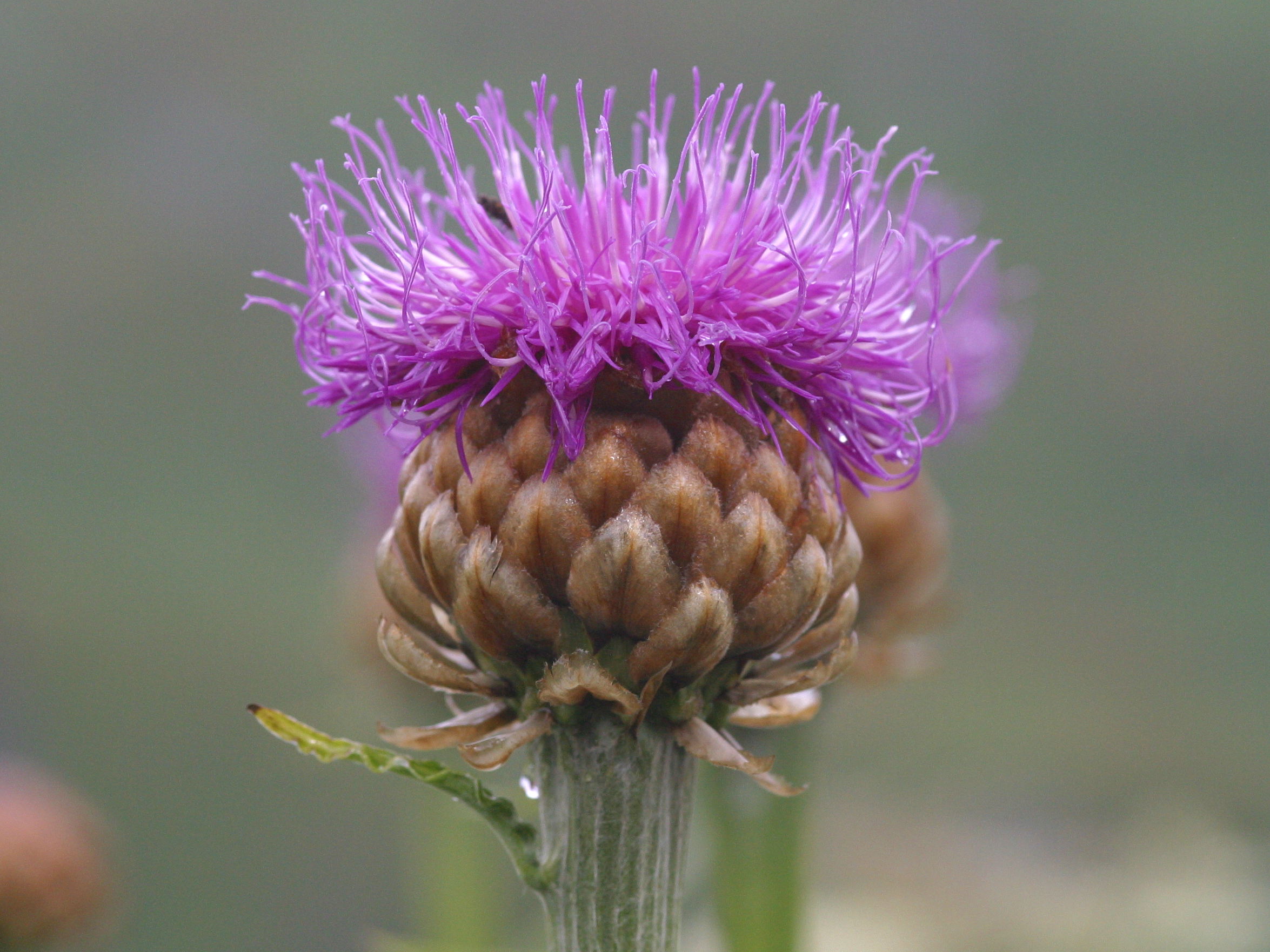 Stemmacantha_rhapontica lamarckii