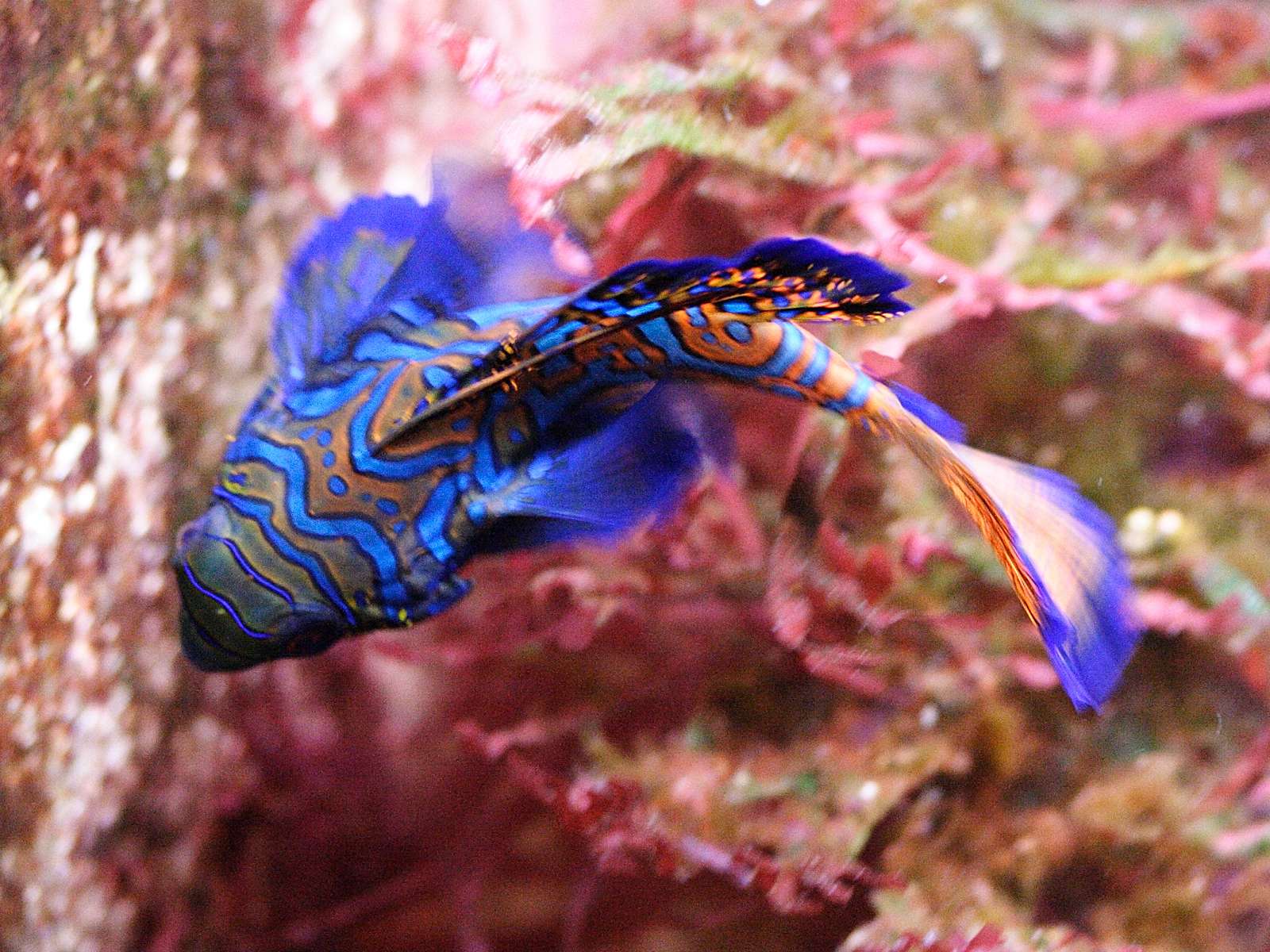 Afficher le média synchiropus_splendidus3md synchiropus_splendidus3md