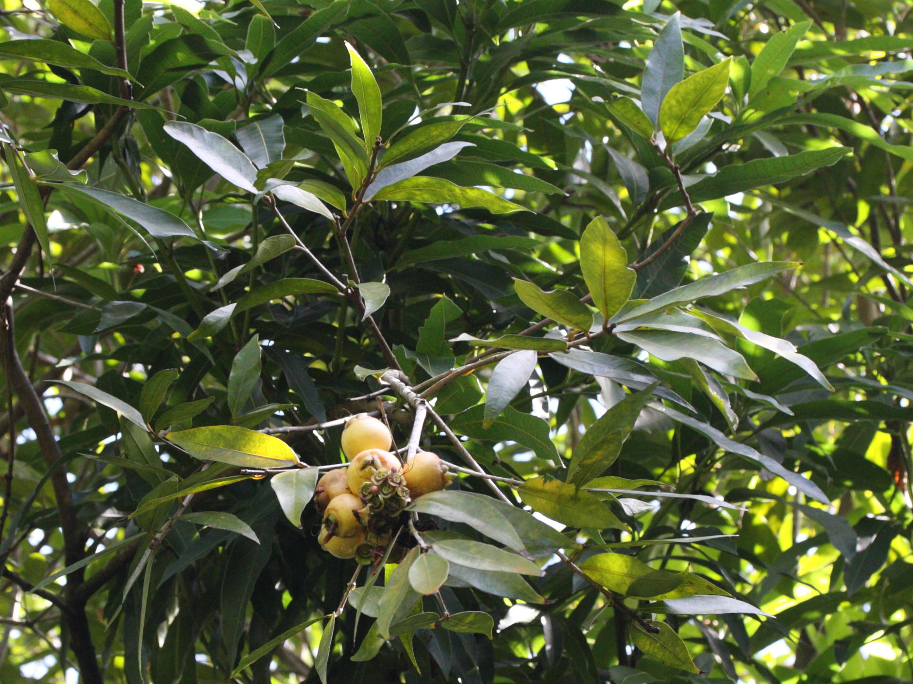 Afficher le média syzygium_jambos4md syzygium_jambos4md