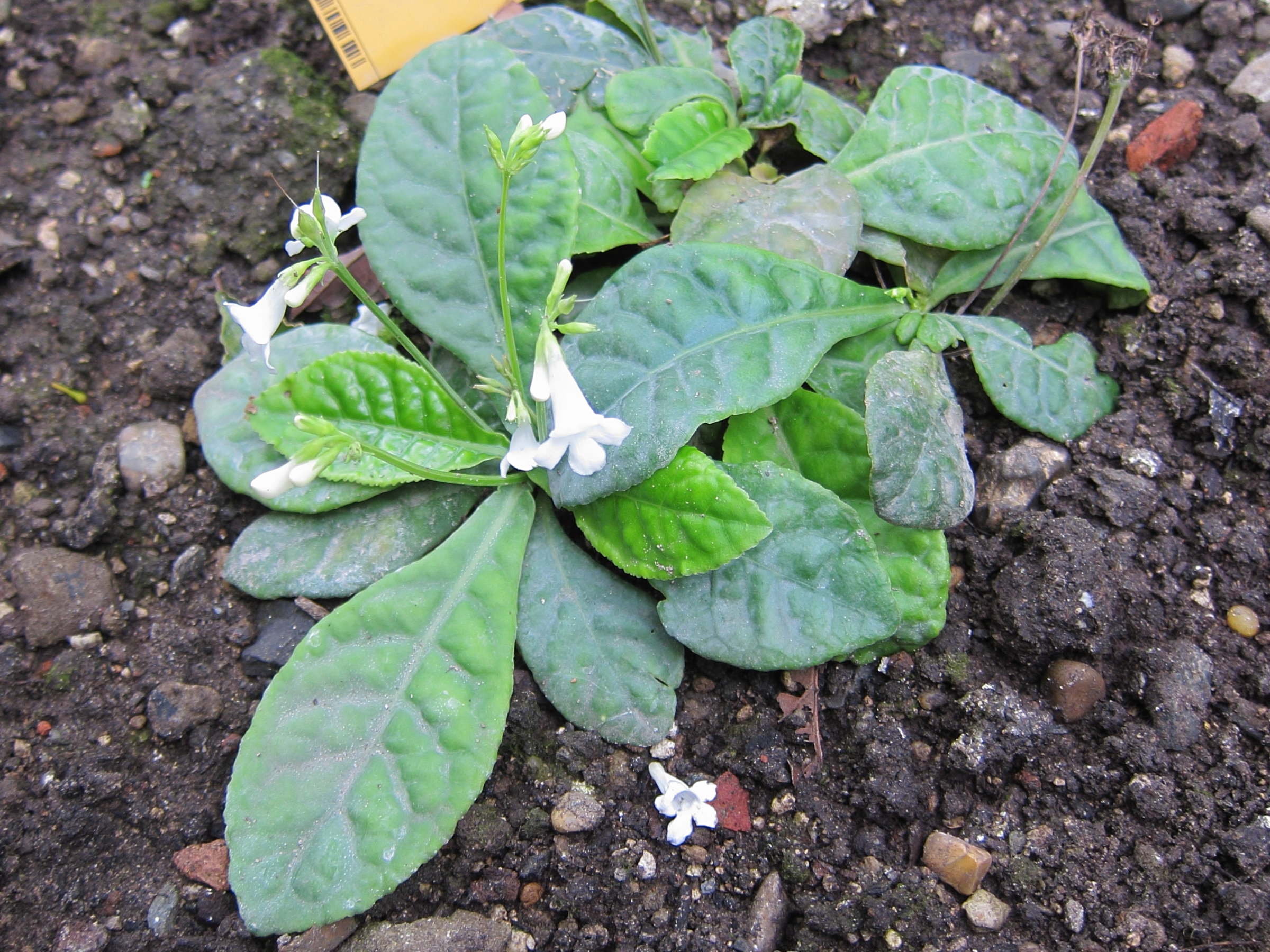 Afficher le média tetranema_mexicanum_alba1bd tetranema_mexicanum_alba1bd