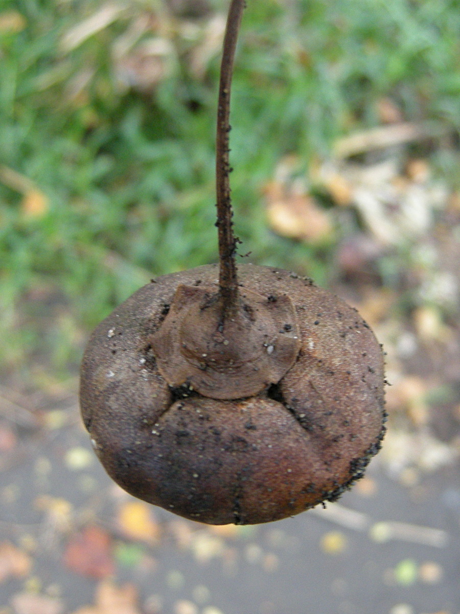 thespesia_populneoides3md