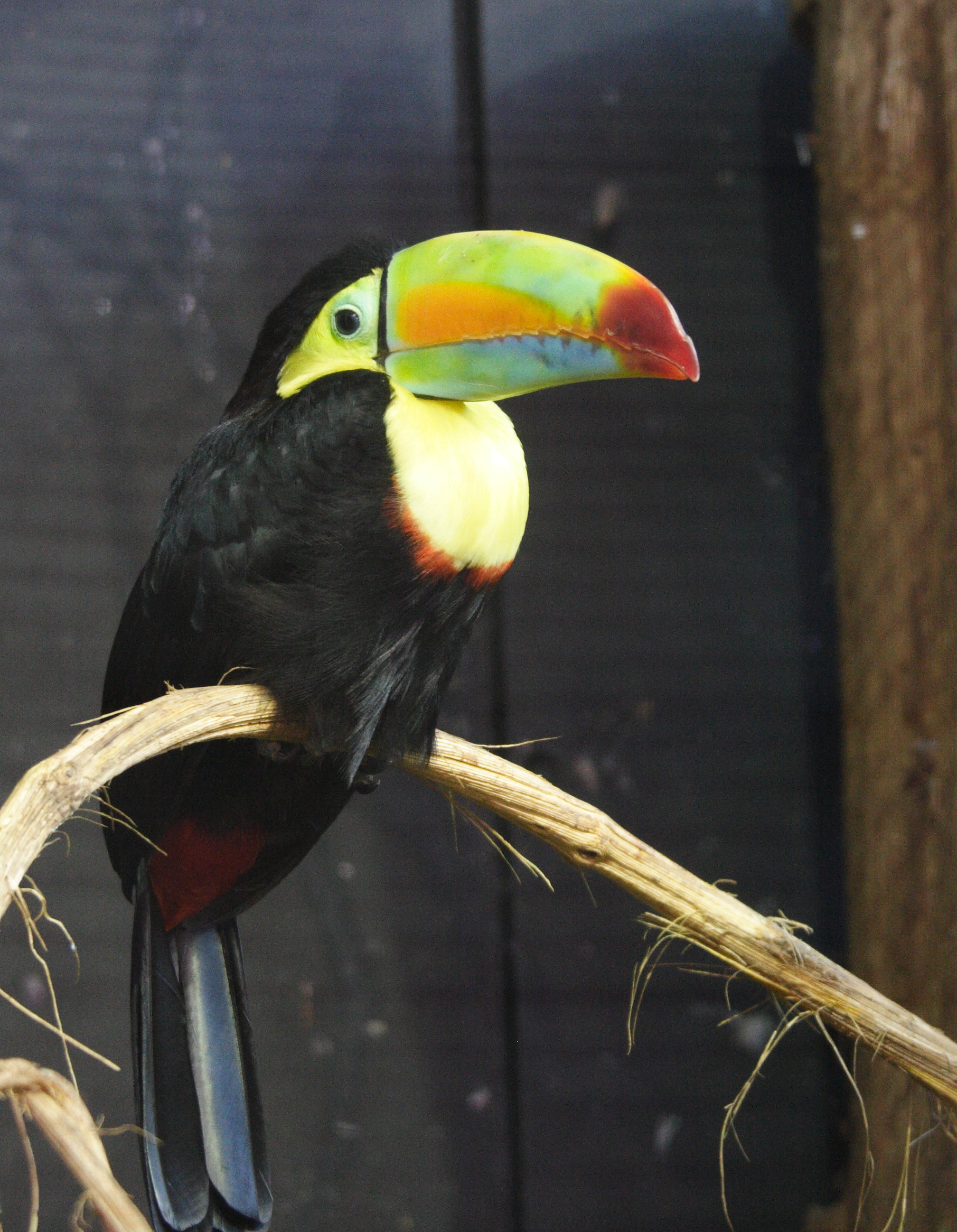 toucan_a_carene_-_ramphastos_sulfuratus1md