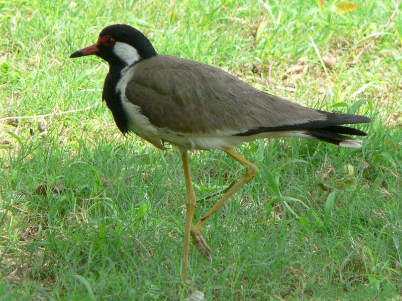 vanneau_indien_-_vanellus_indicus2gc