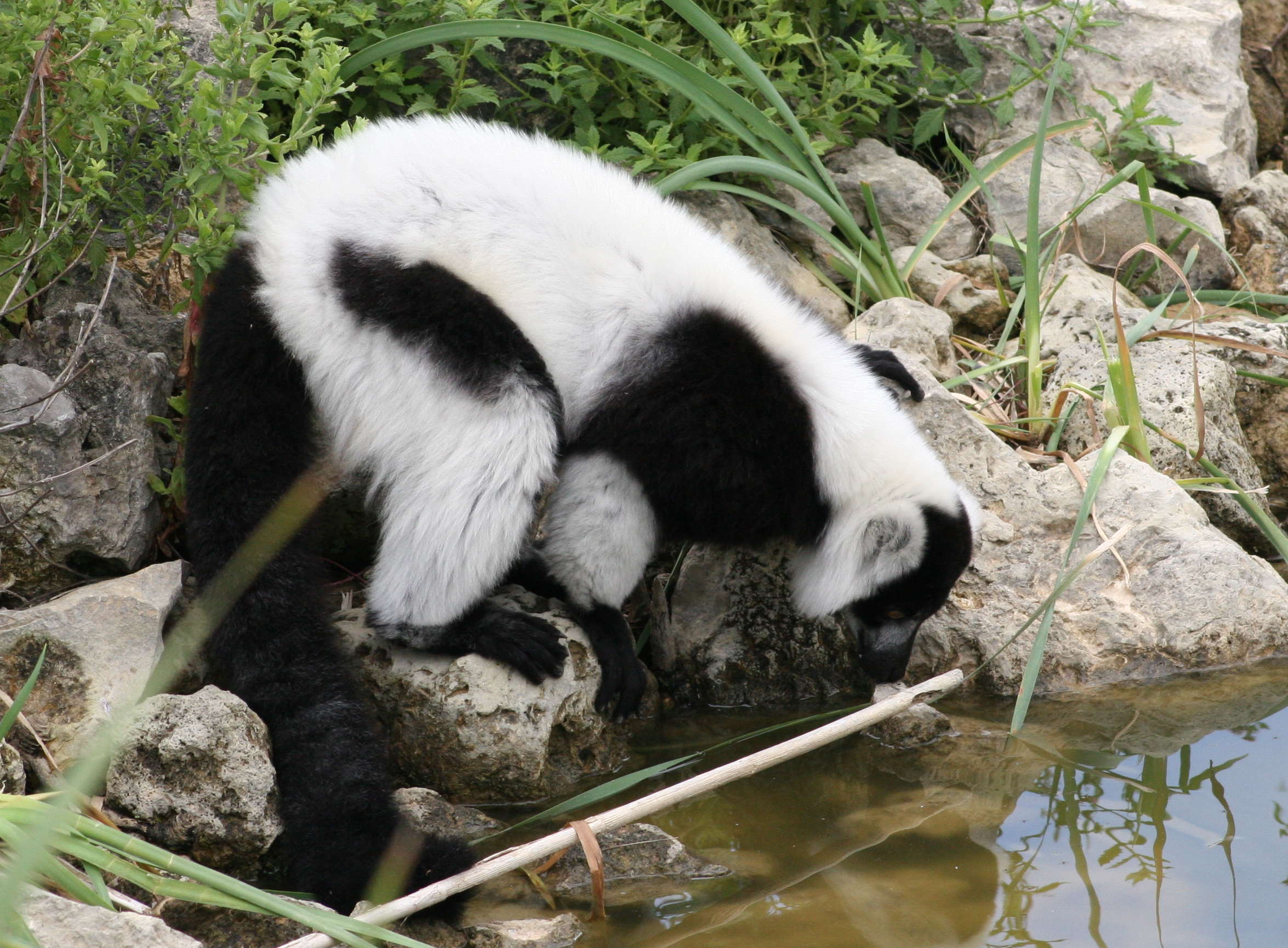Varecia_variegata ssp. variegata