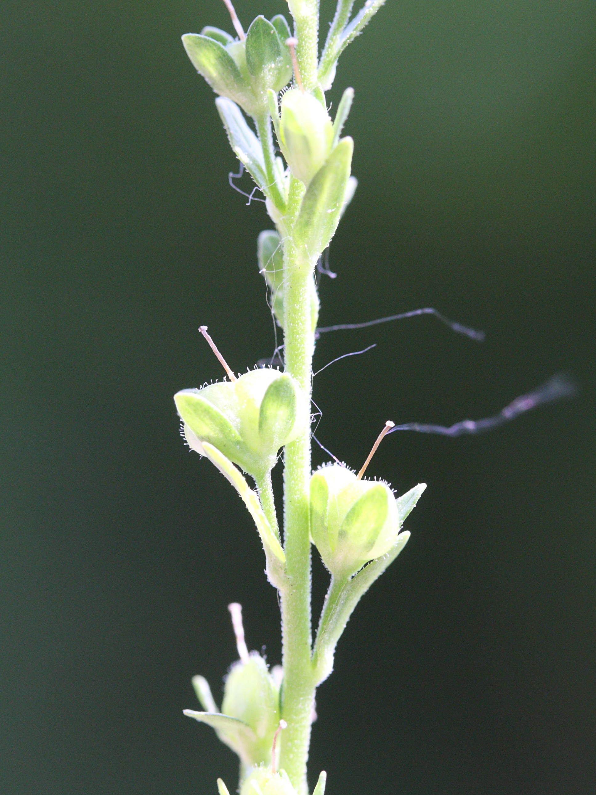 veronica_serpyllifolia3md