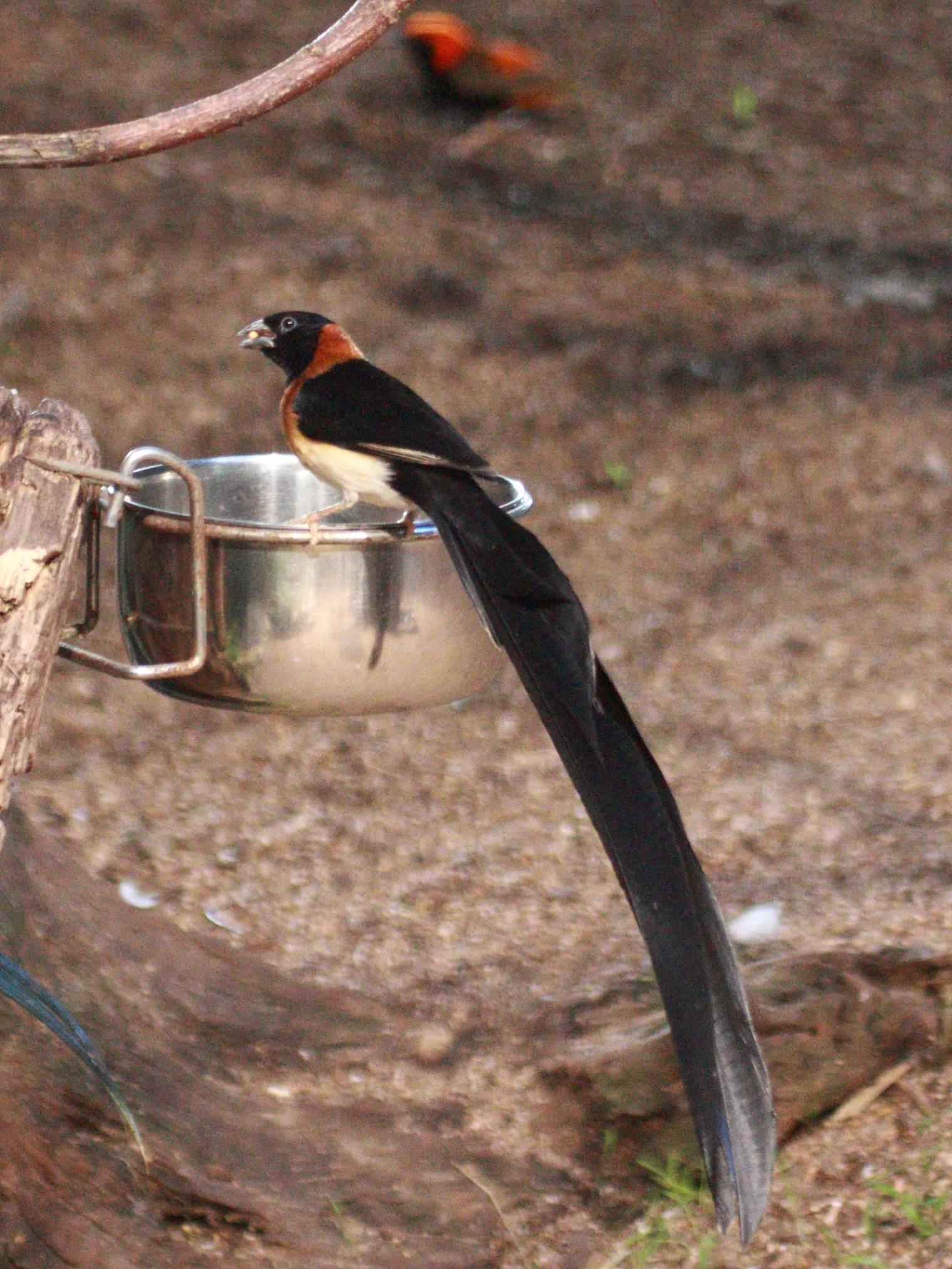 veuve_a_collier_d-or_-_vidua_orientalis1bd