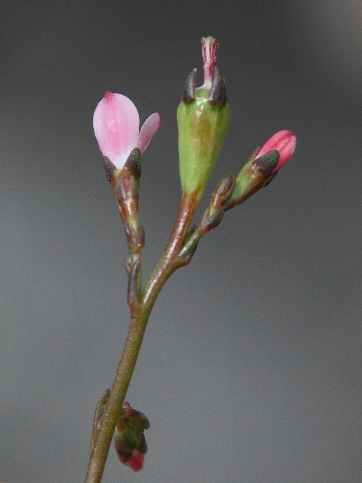 Afficher le média wahlenbergia_lobelioides3md wahlenbergia_lobelioides3md