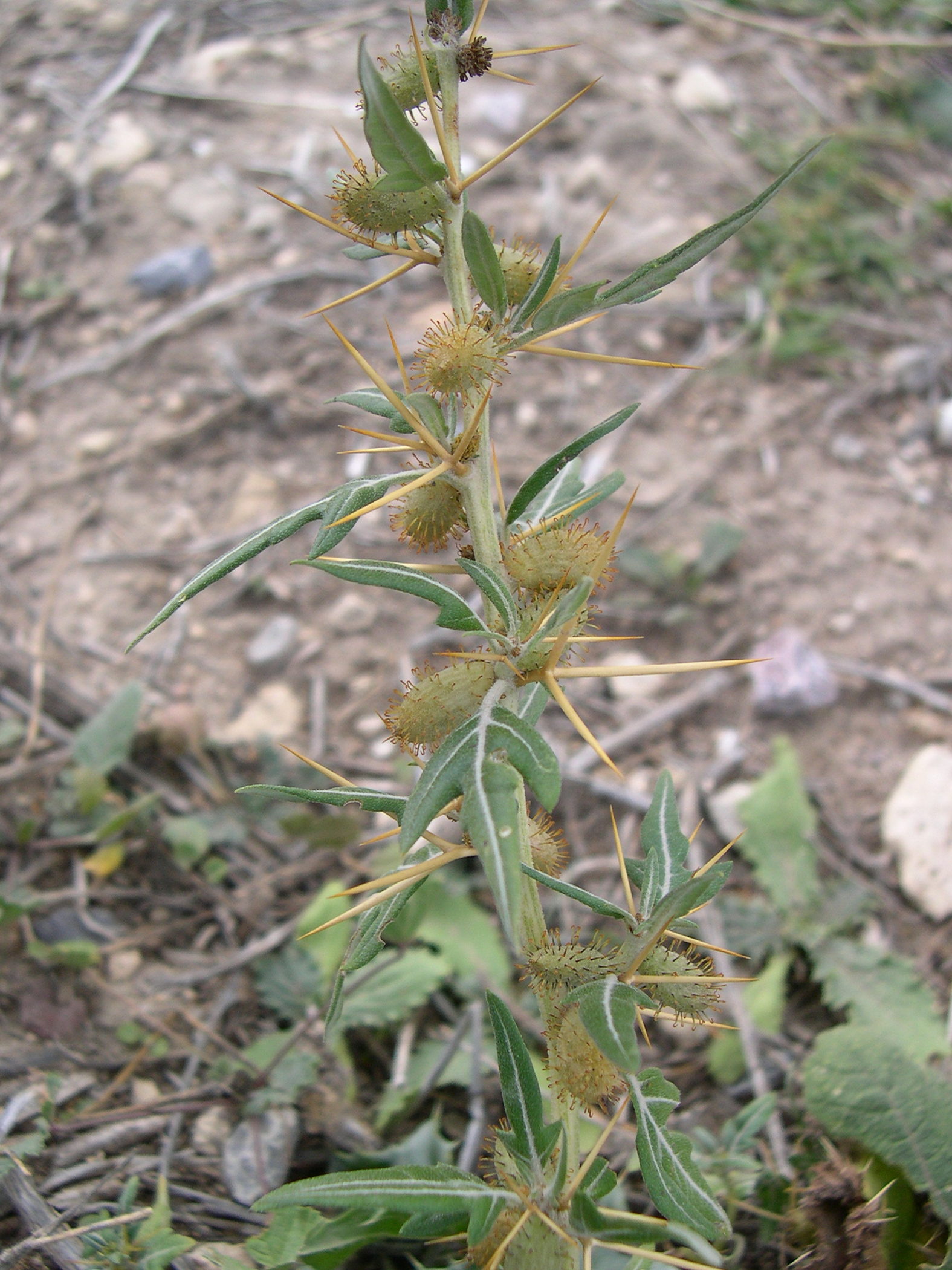 xanthium_spinosum2md