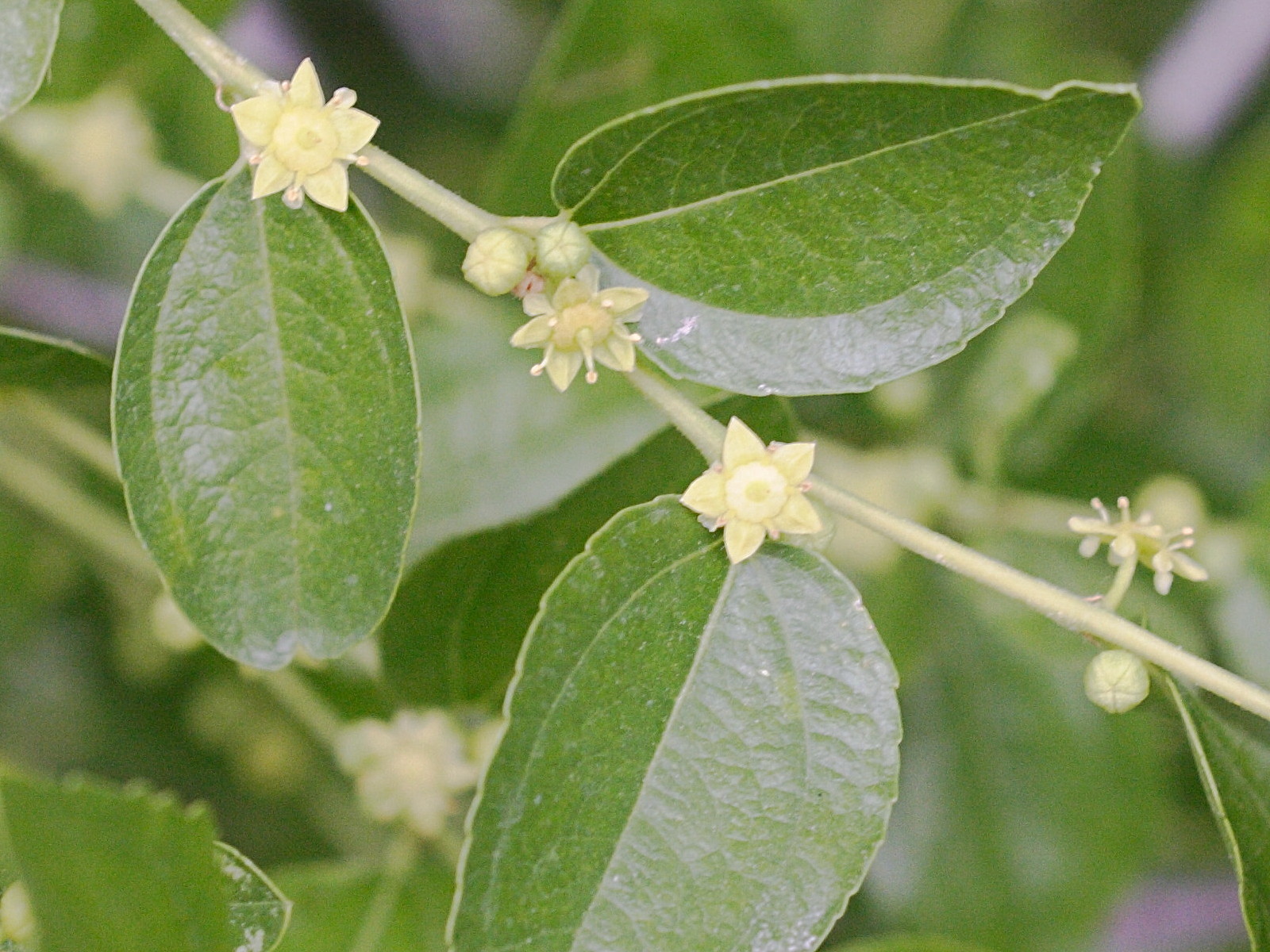 Afficher le média ziziphus_jujuba2md ziziphus_jujuba2md