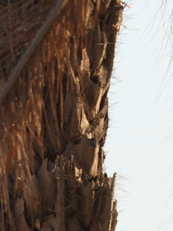 acrocomia_aculeata3md