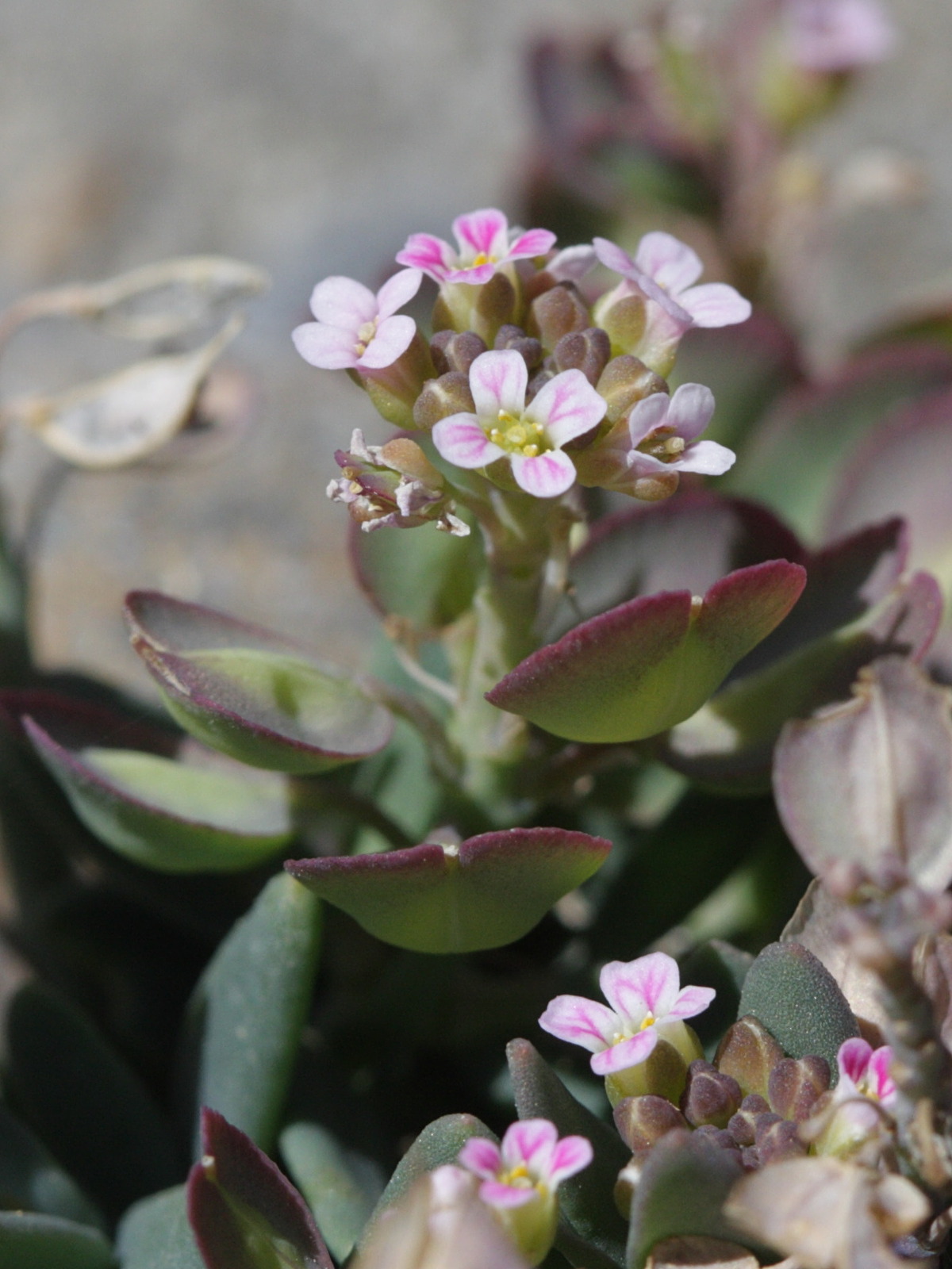 aethionema_oppositifolium2bd
