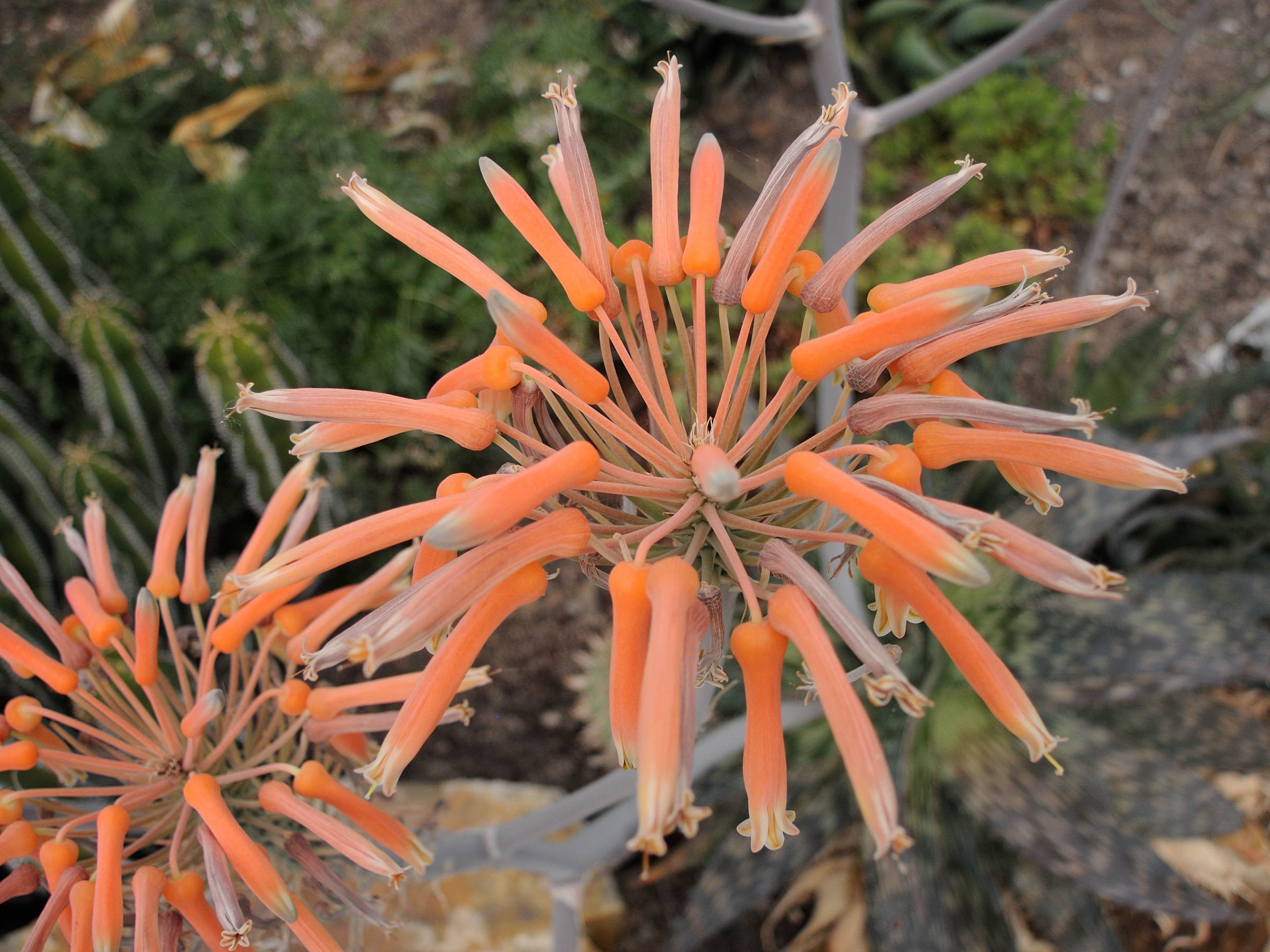 aloe_saponaria4md