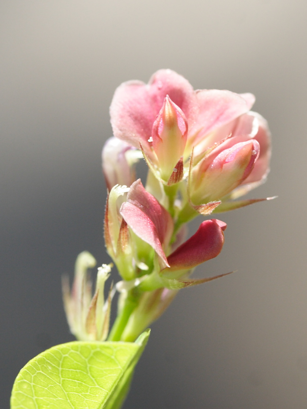 alysicarpus_vaginalis1md