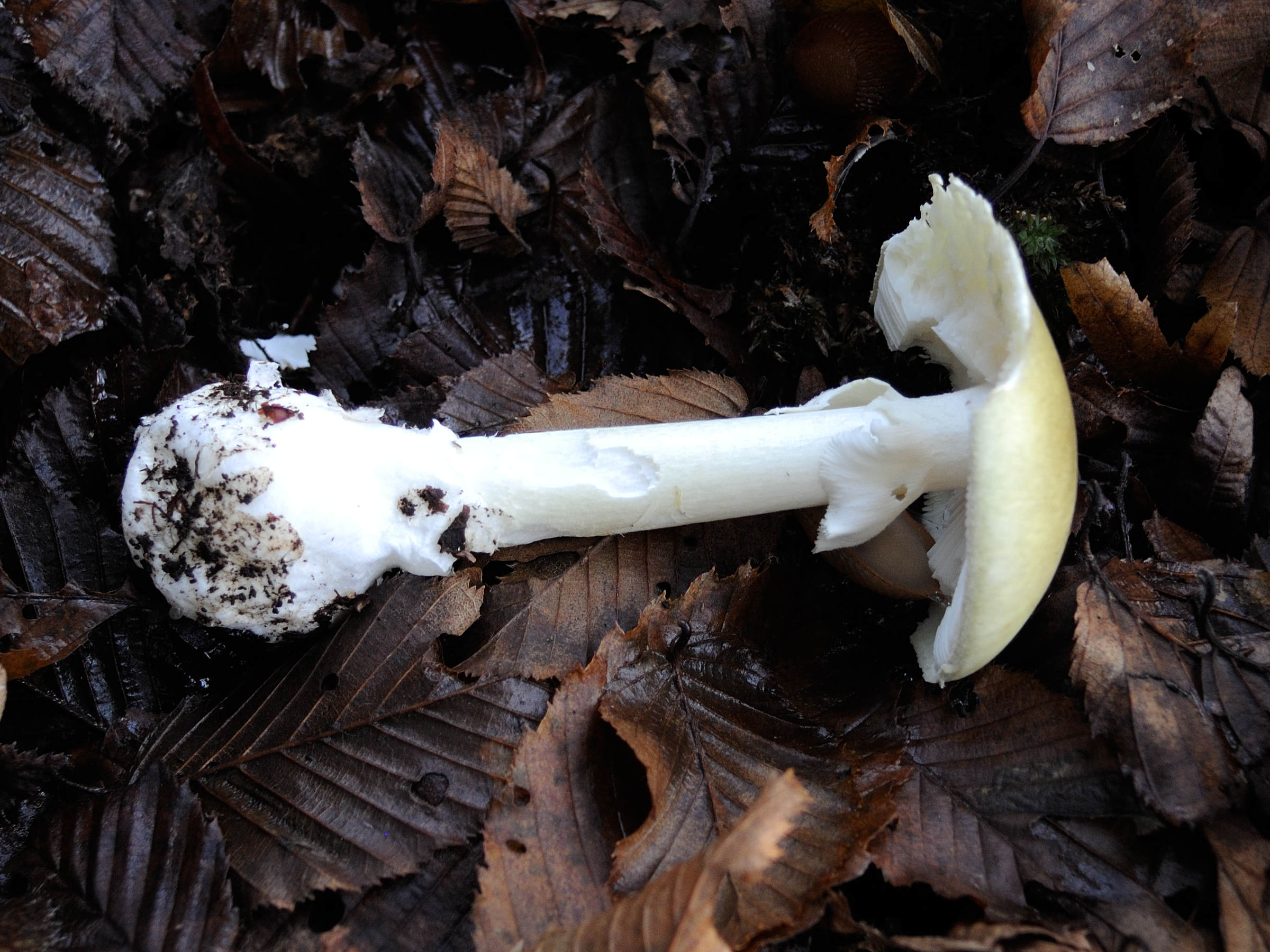 amanita_phalloides4md