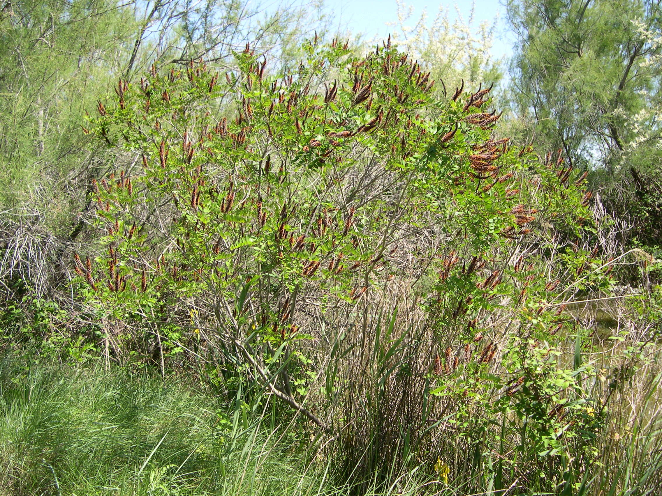 Afficher le média amorpha_fruticosa2bmd amorpha_fruticosa2bmd