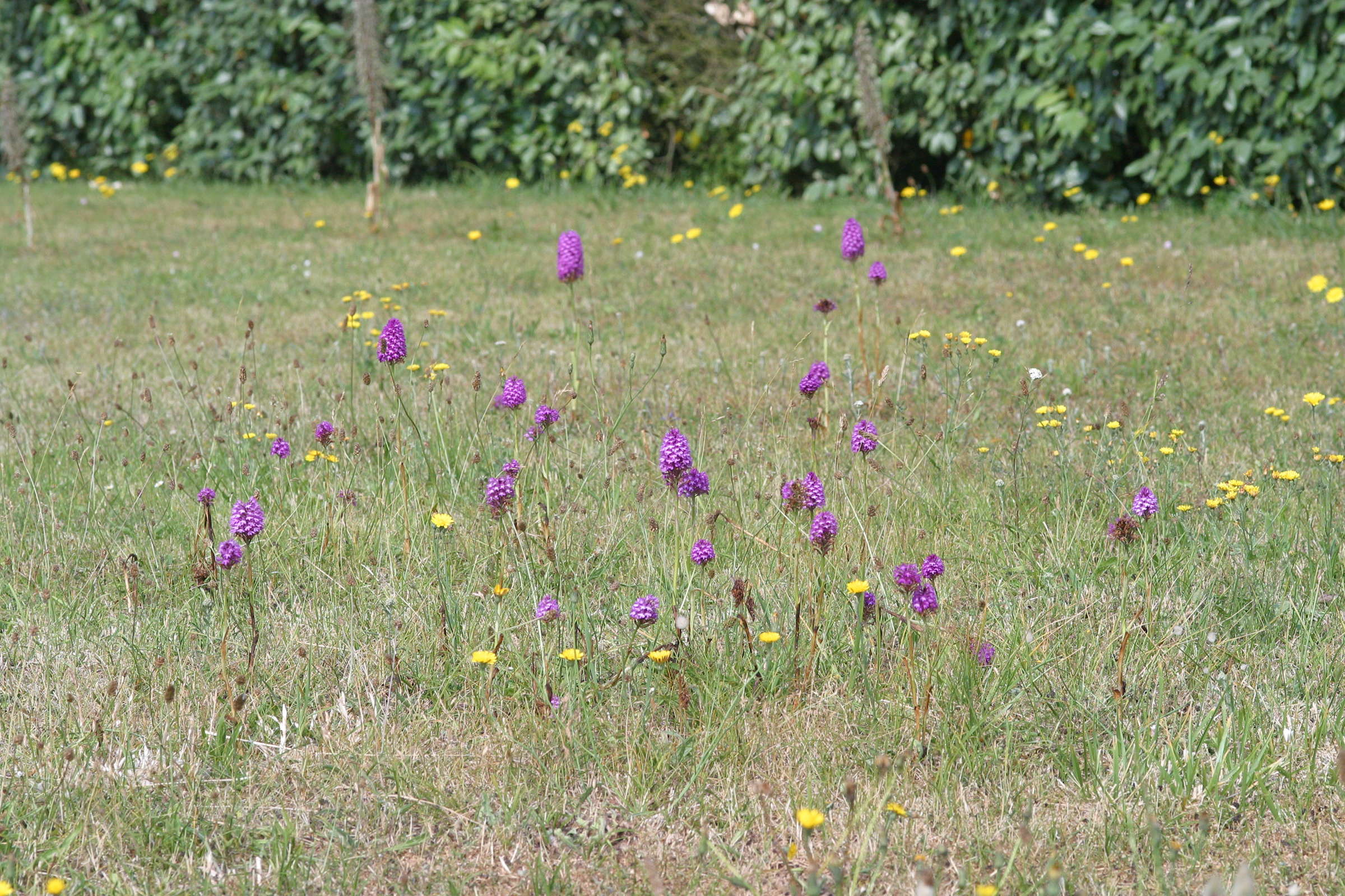 anacamptis_pyramidalis4bd