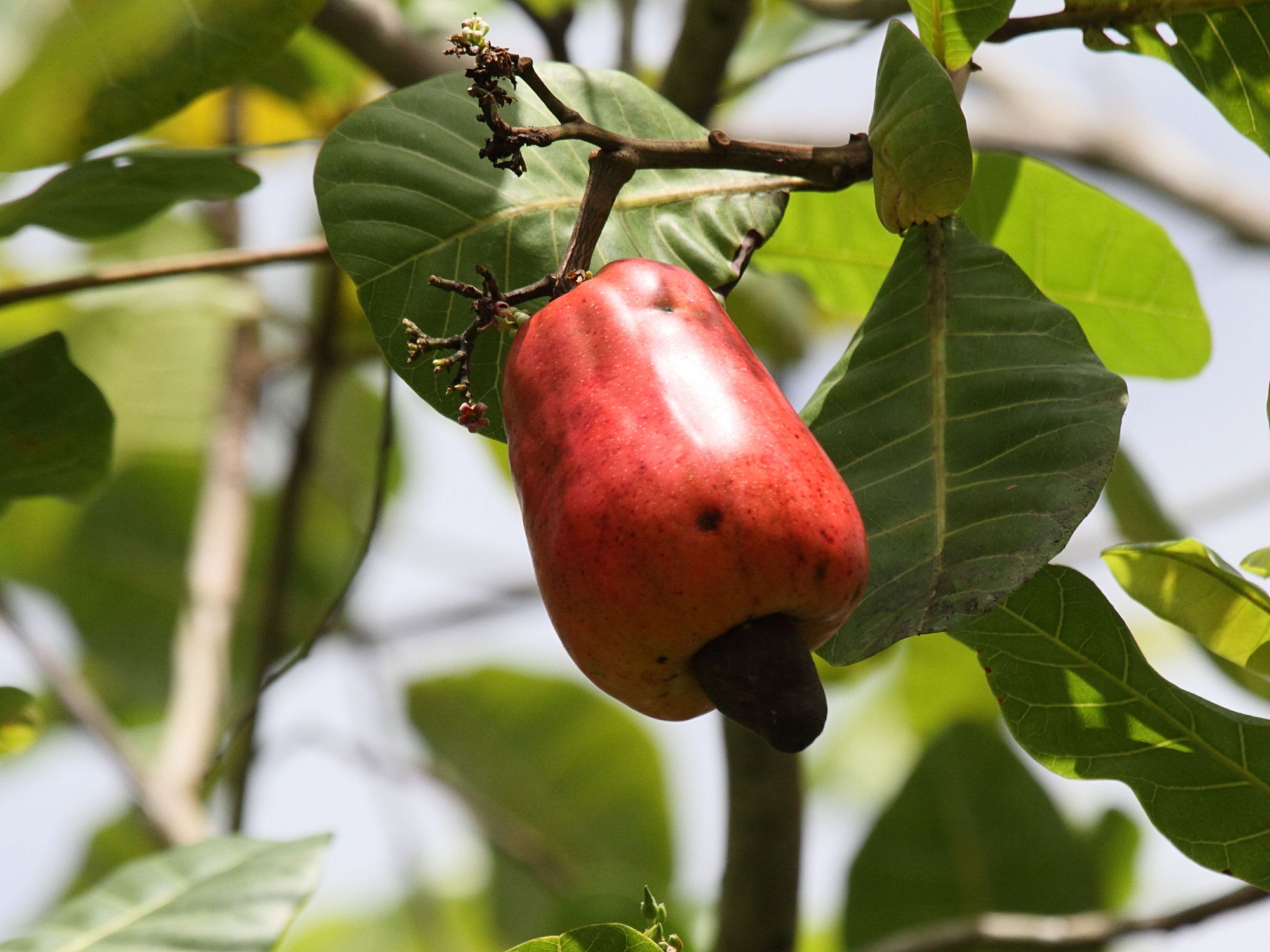 Afficher le média anacardium_occidentale4bd anacardium_occidentale4bd