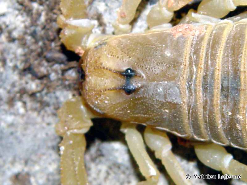 androctonus_australis4ml