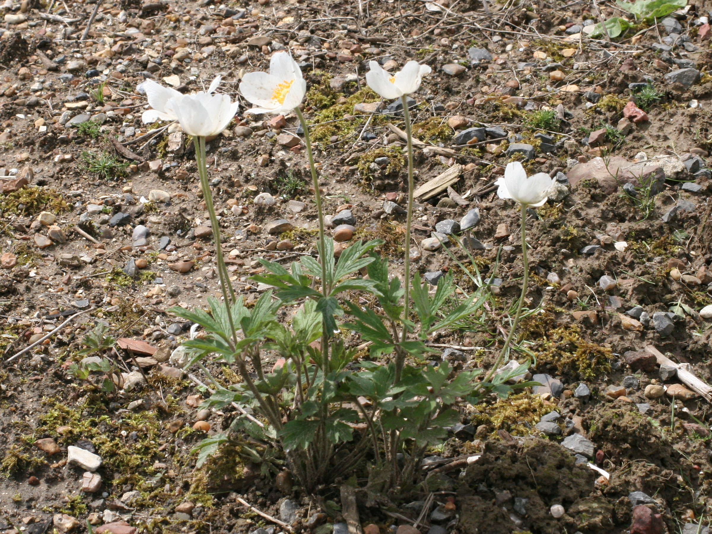 anemone_sylvestris1md