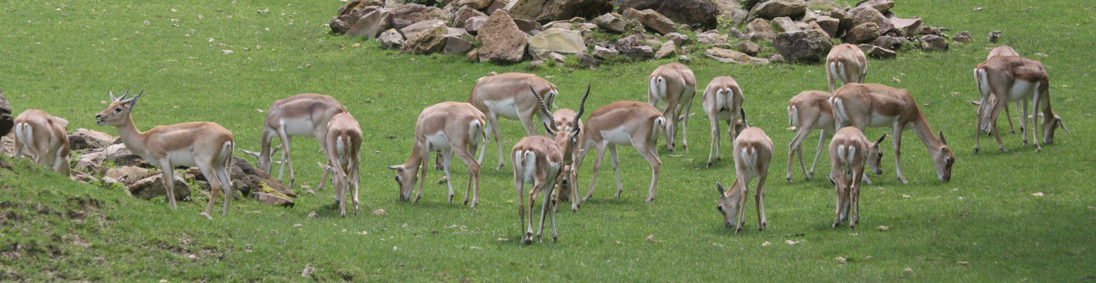 antilope_cervicapra5md