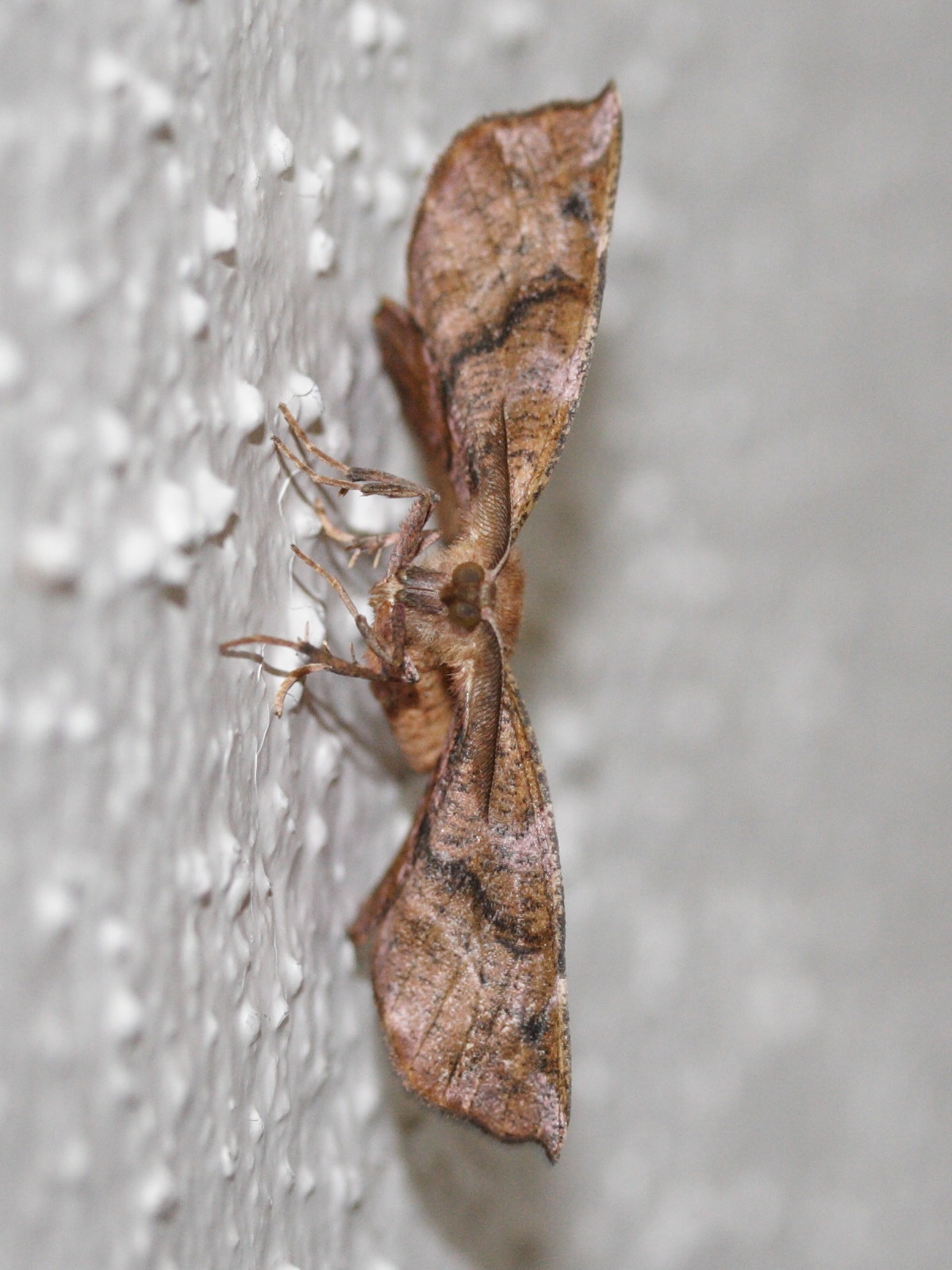 apeira_syringaria3md