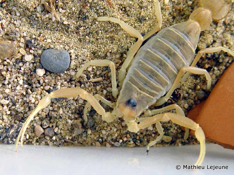 apisthobuthus_pterigocercus3ml