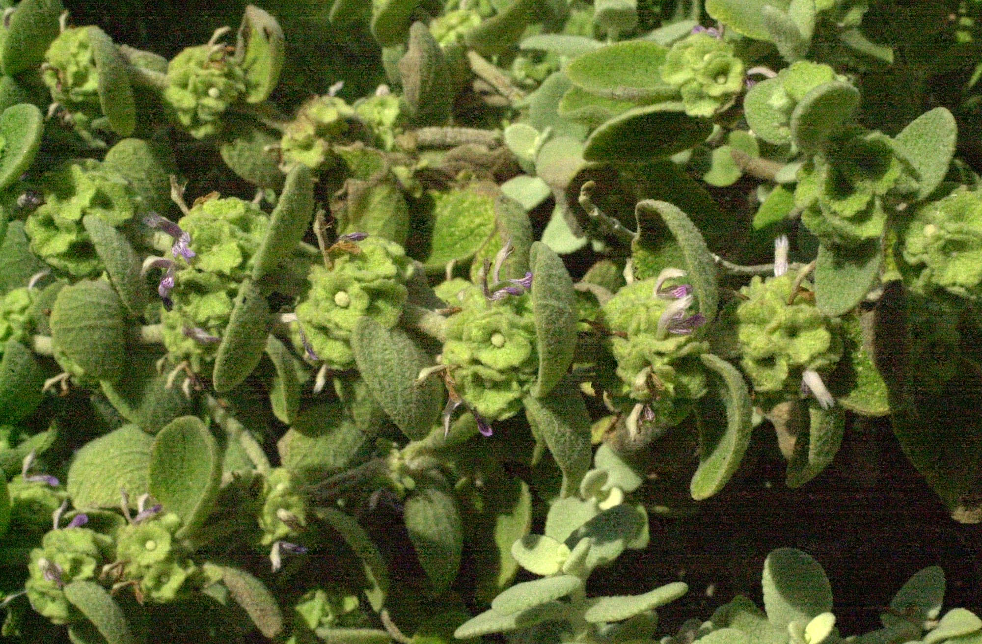 ballota_pseudodictamnus3md