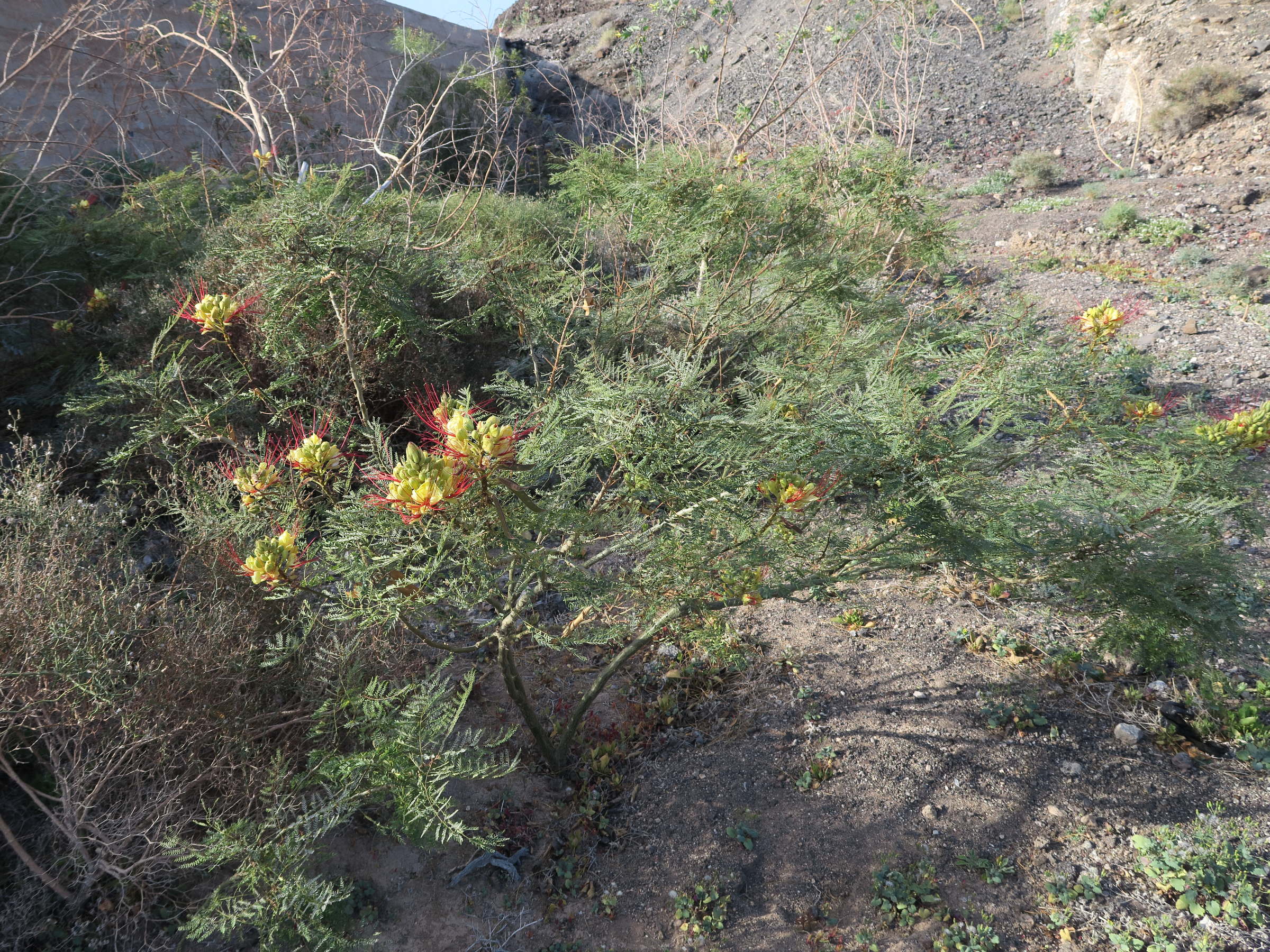 caesalpinia_gilliesii3md