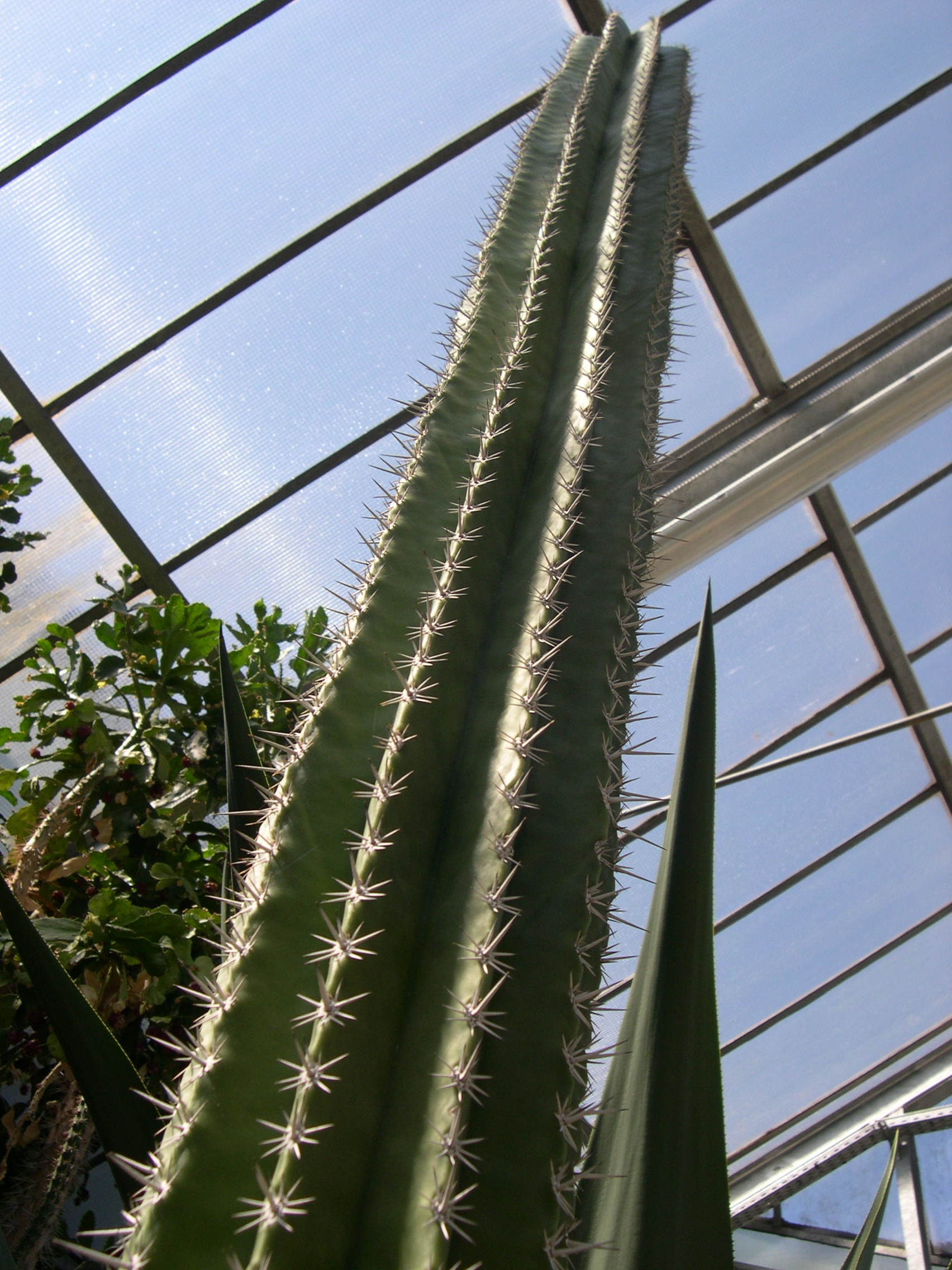 carnegia_gigantea1md