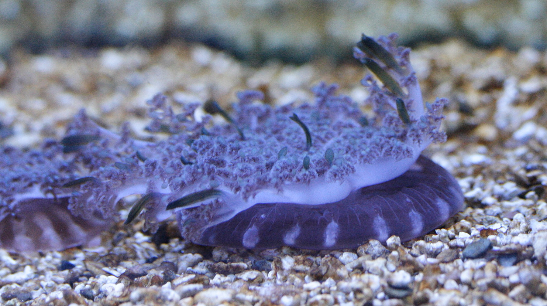 cassiopea_andromeda2md