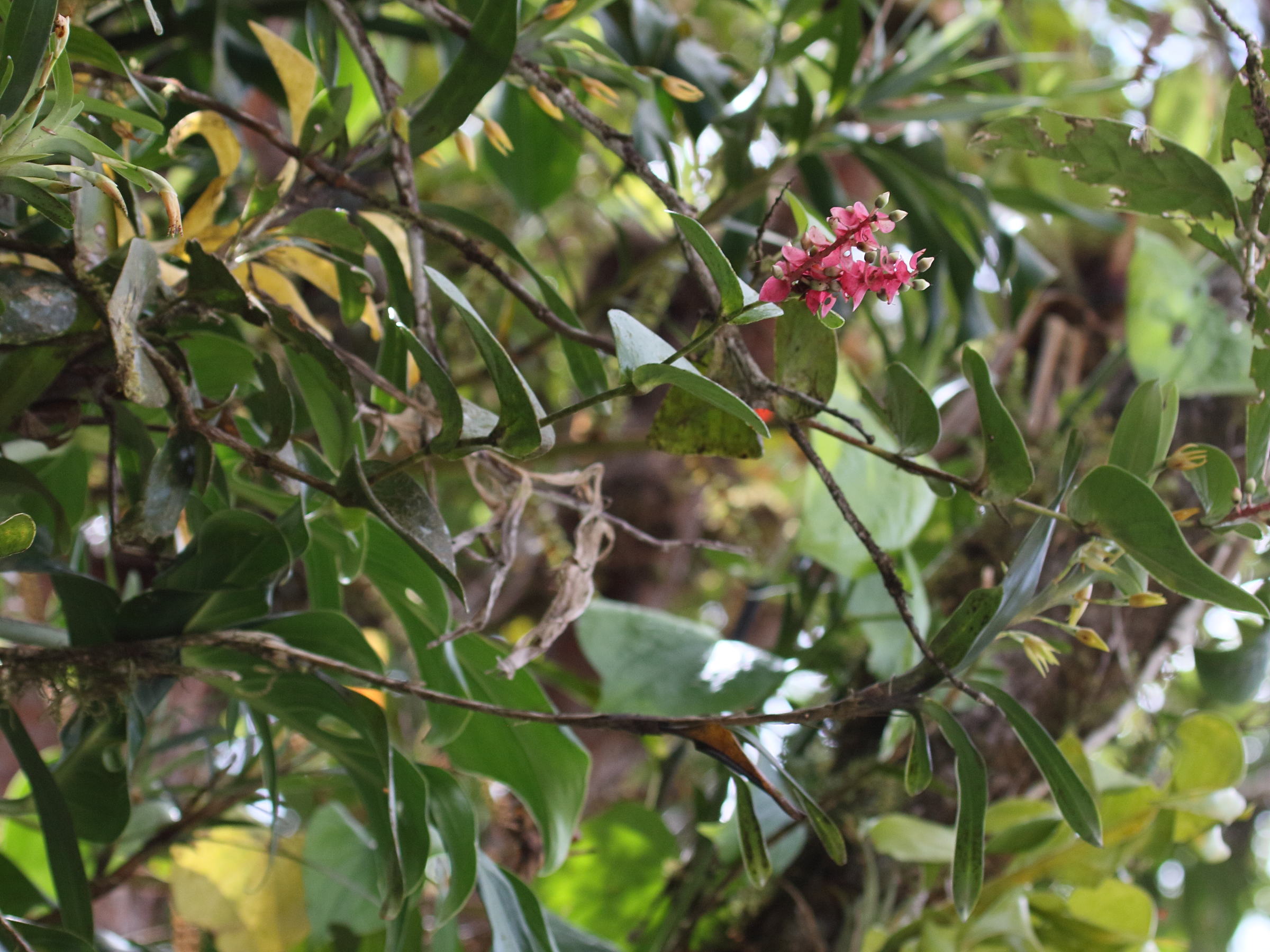 cavendishia_complectens1bd