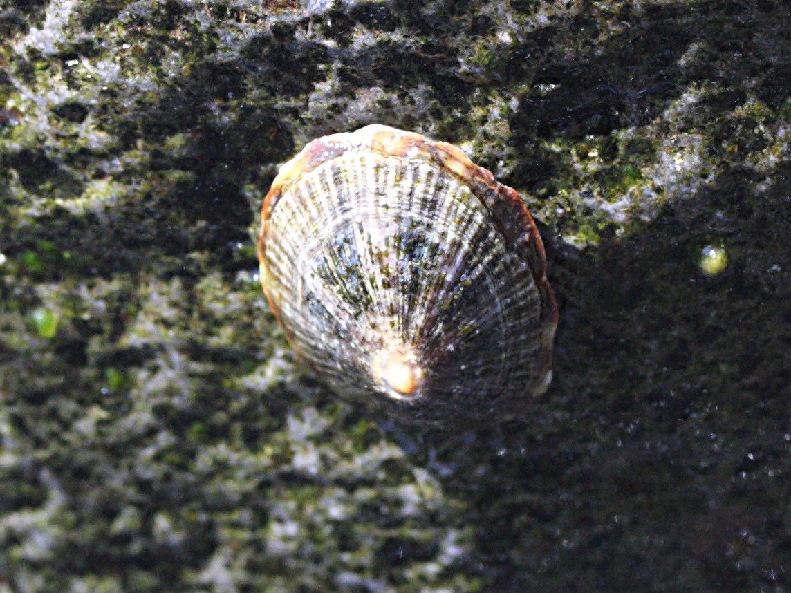 cellana_livescens1md