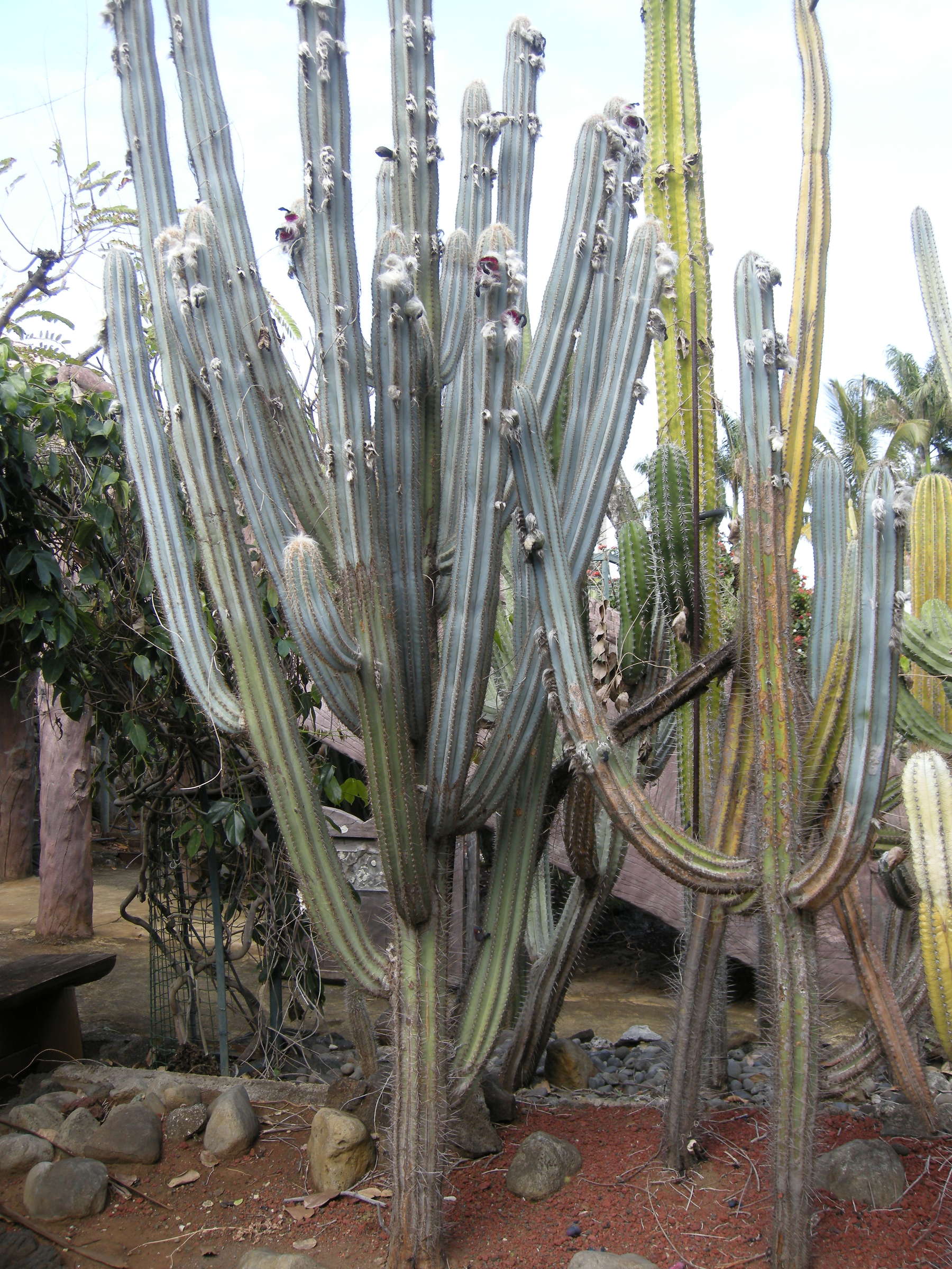 cereus_aethiops3md