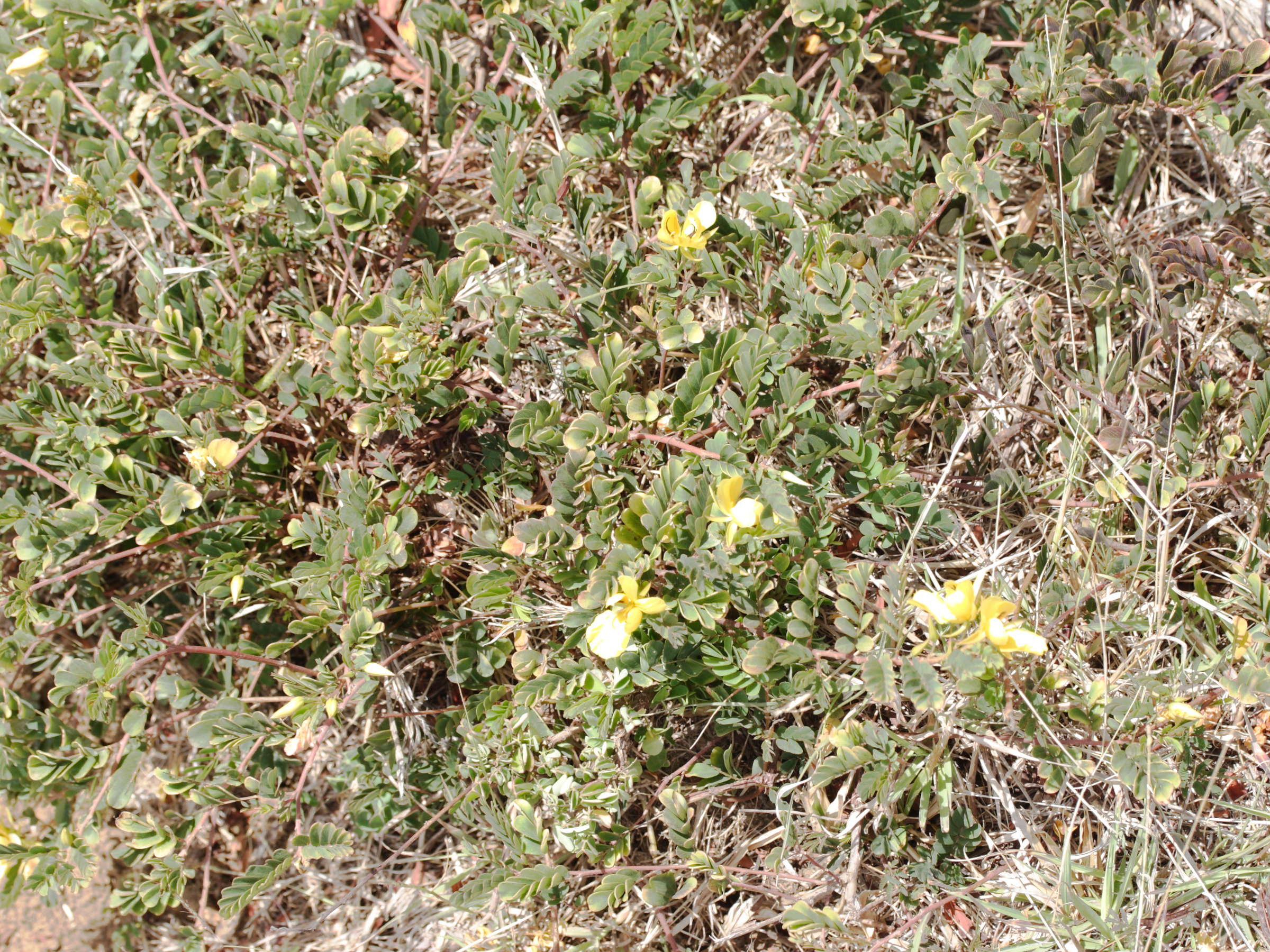 chamaecrista_glandulosa_swartzii1md