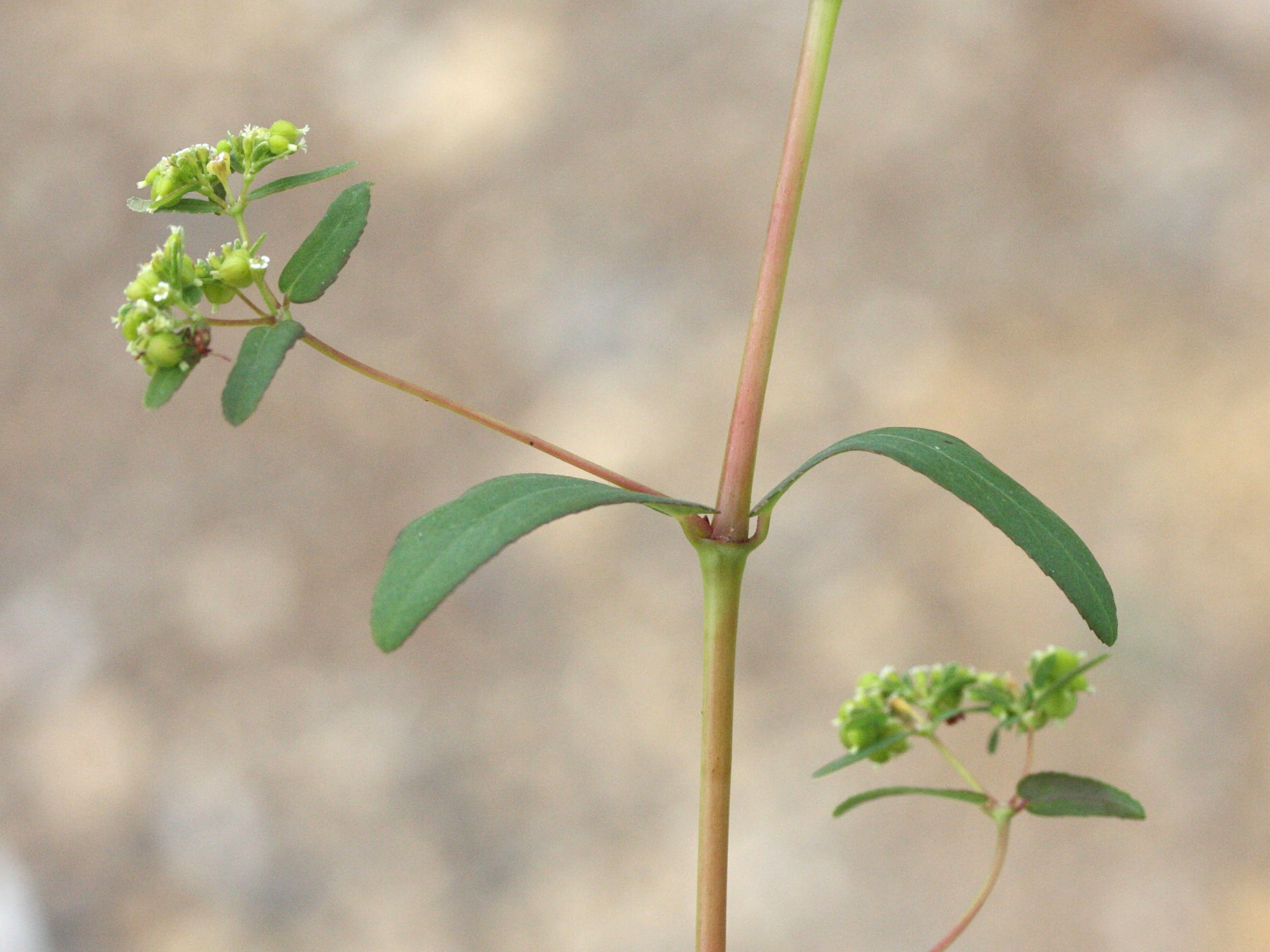 chamaesyce_hypericifolia5md