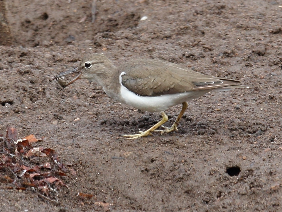 chevalier_grivele_-_actitis_macularia4sd