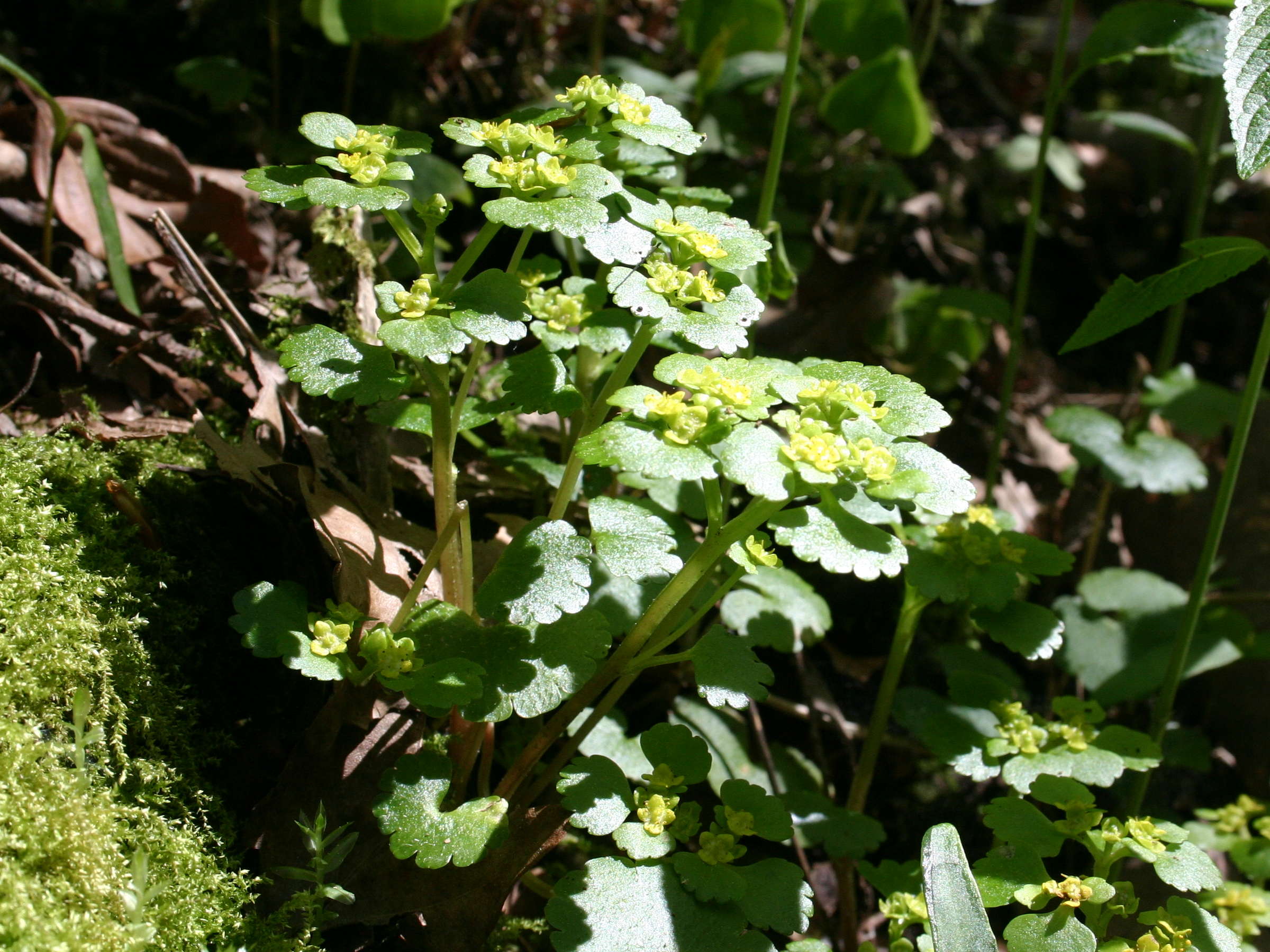 chrysosplenium_alternifolium3sd